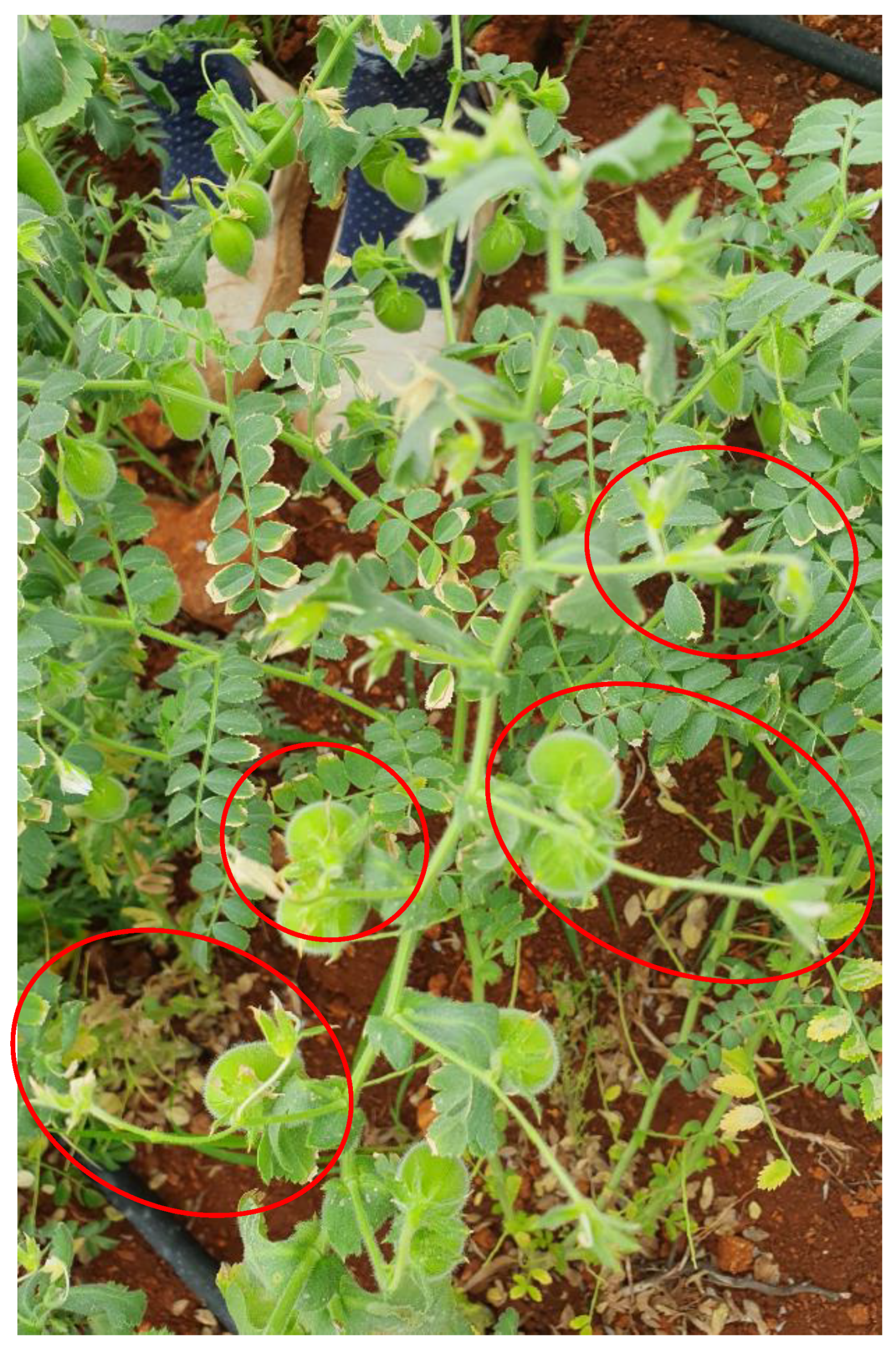 Agronomy 10 00901 g004 Agronomy 10 00901 g004