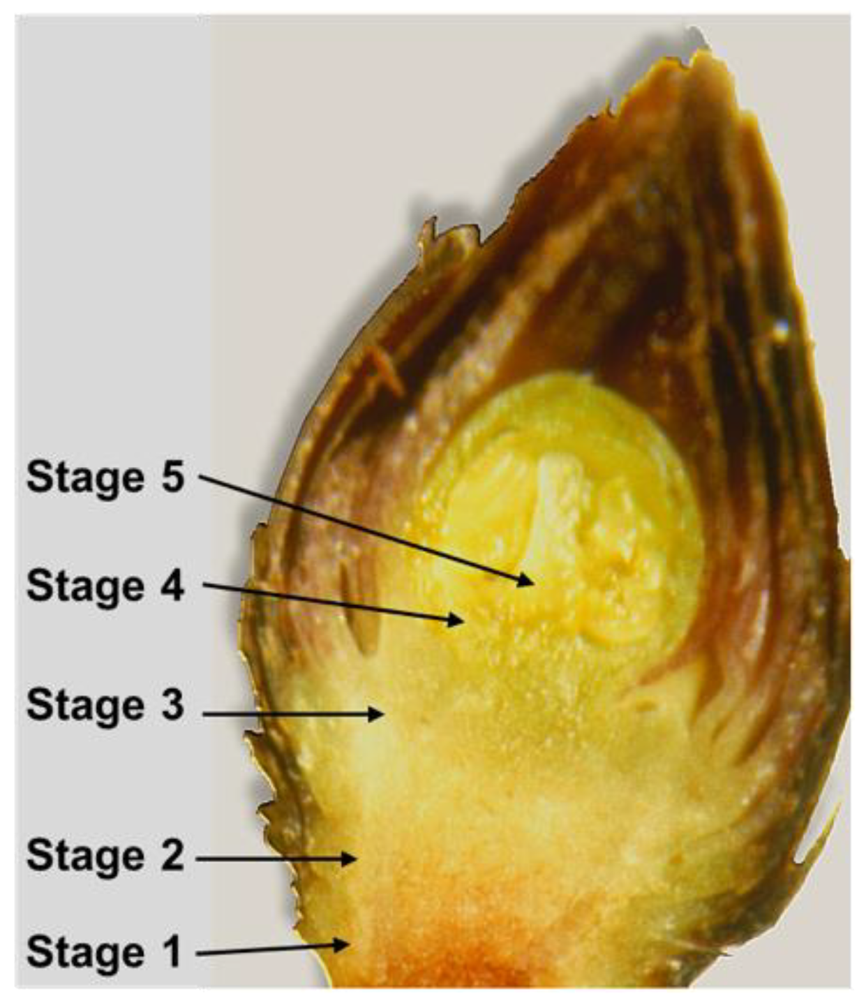 Agronomy 10 00914 g001