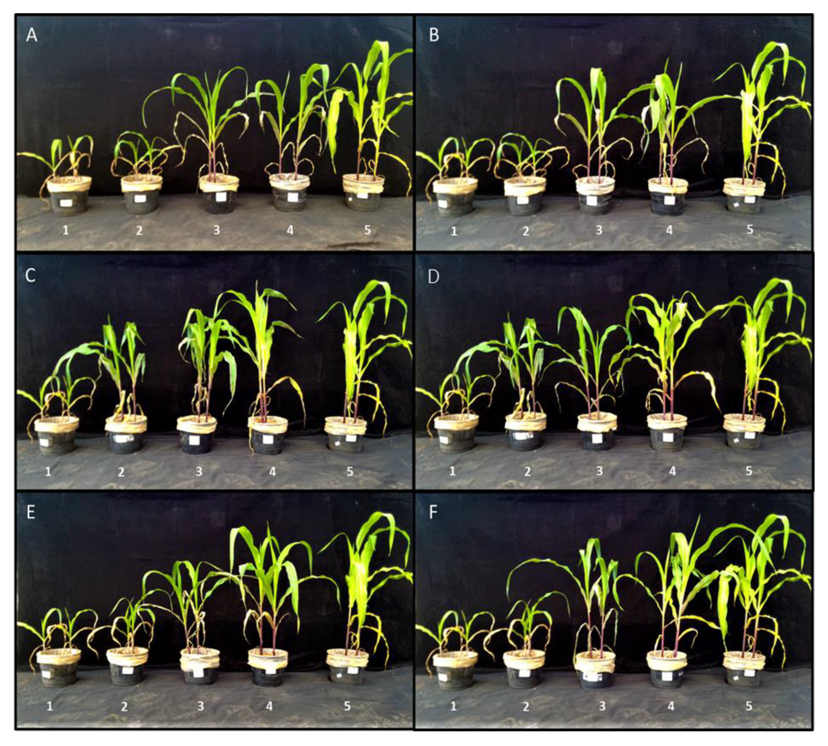 Agronomy 10 00918 g0a1