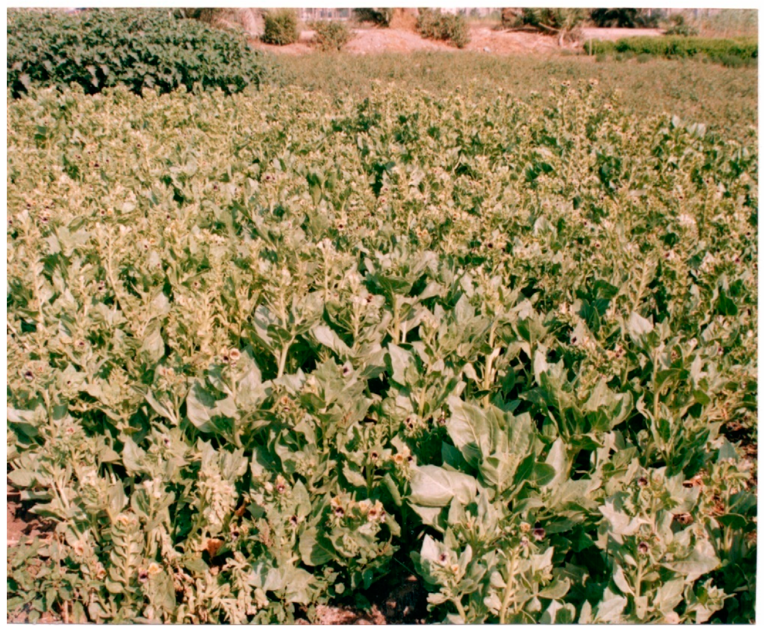 Agronomy 10 00921 g001