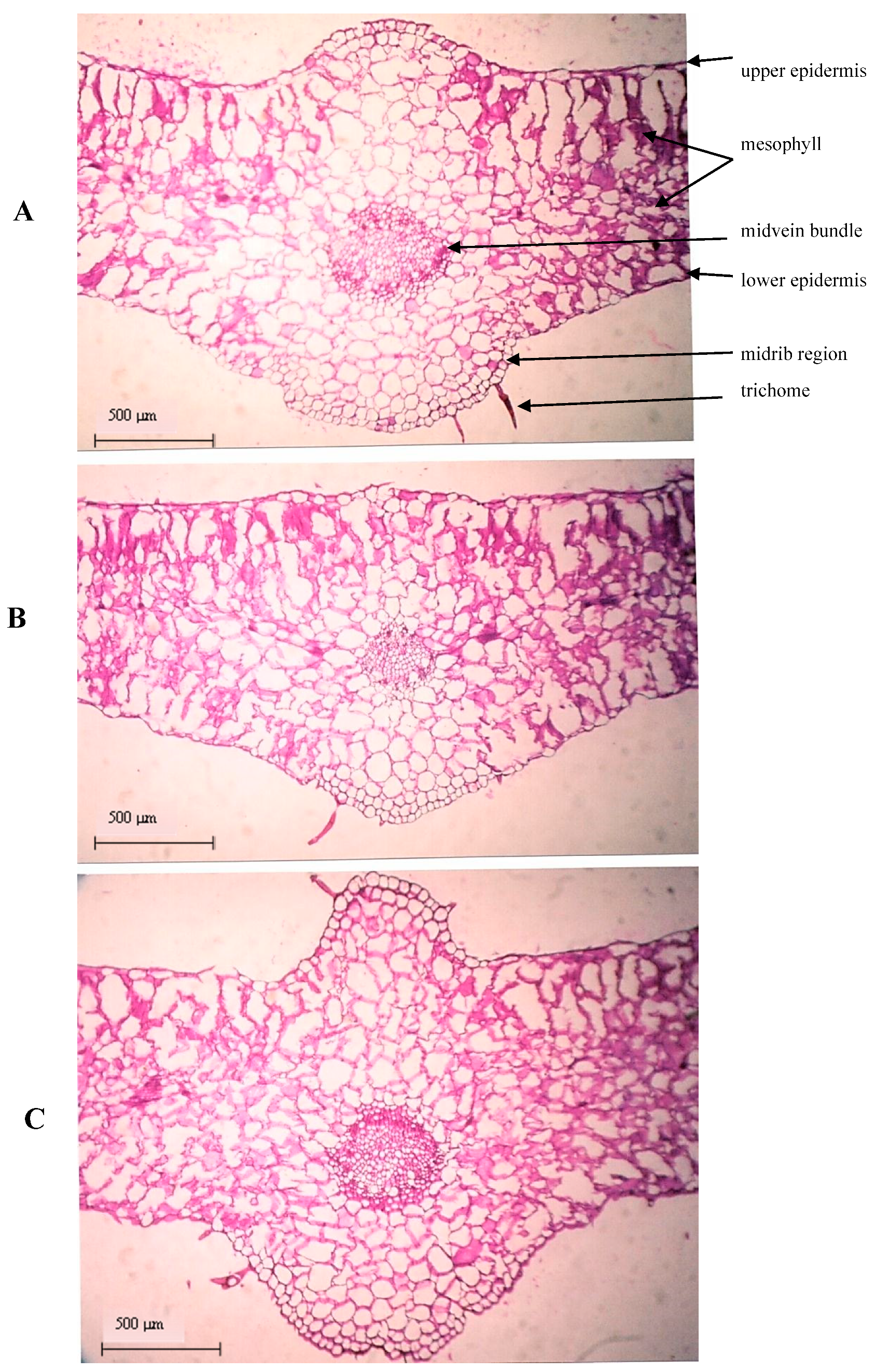 Agronomy 10 00921 g002