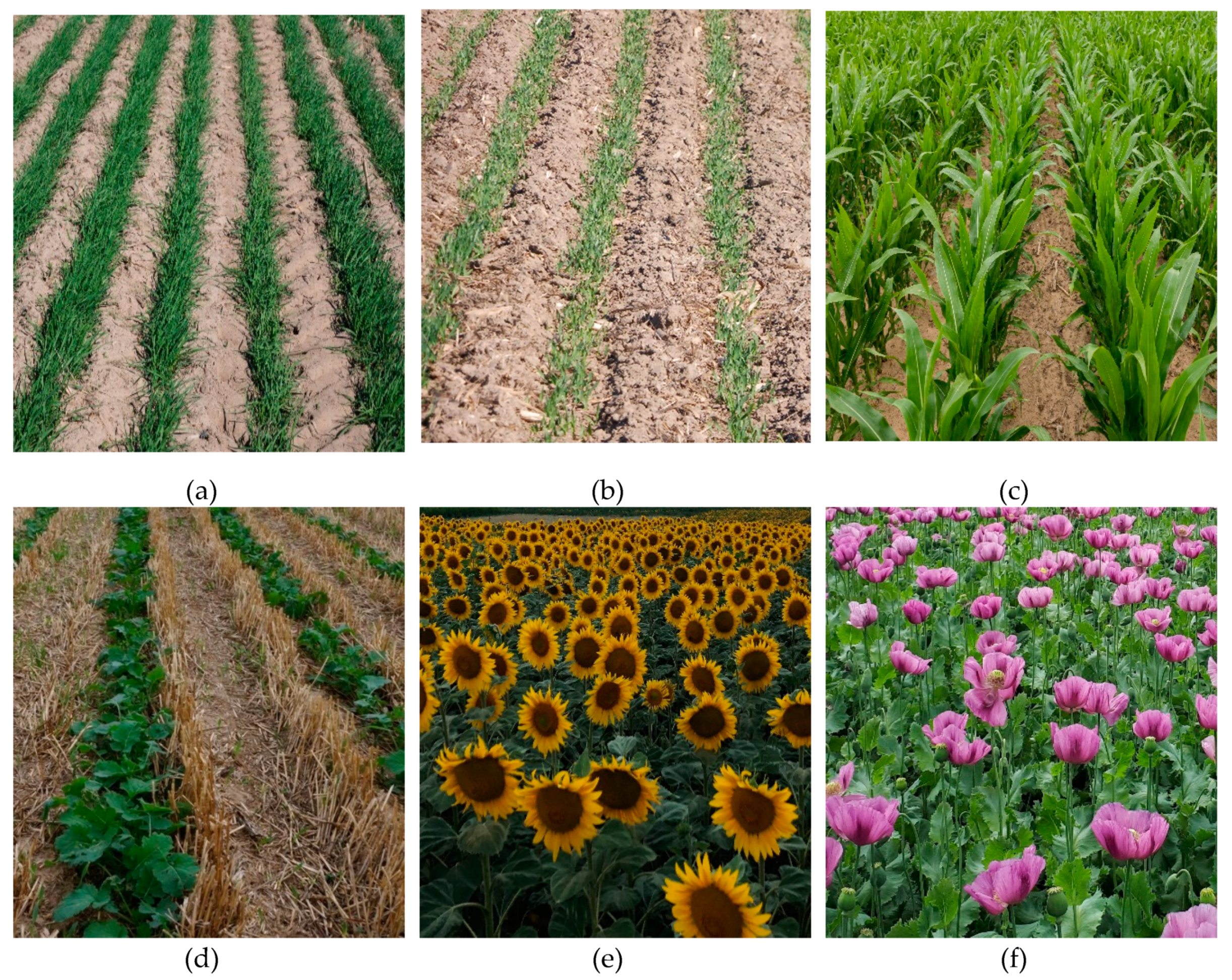 Agronomy 10 00925 g003a Agronomy 10 00925 g003a