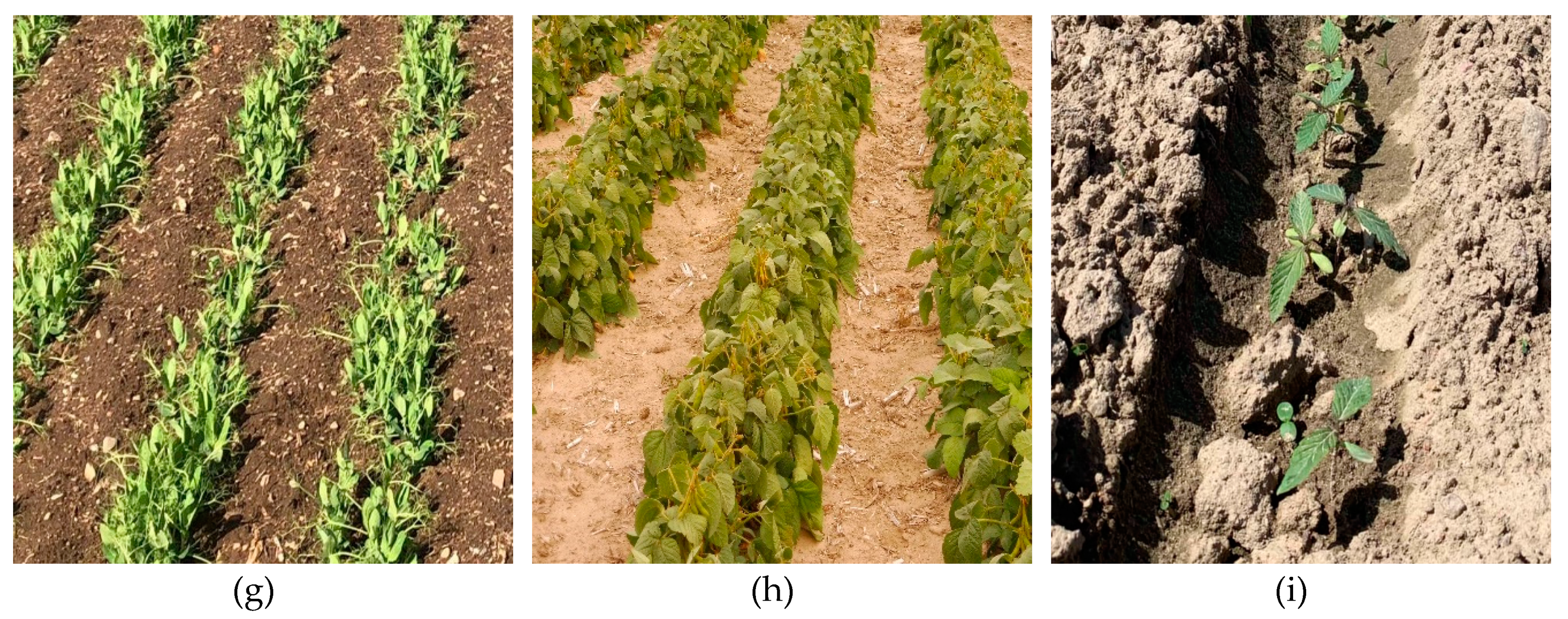 Agronomy 10 00925 g003b Agronomy 10 00925 g003b