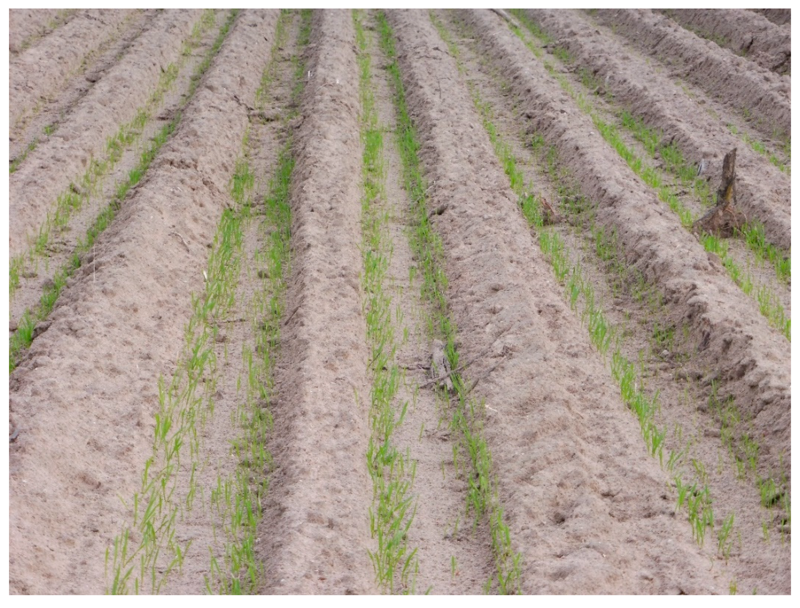 Agronomy 10 00925 g005 Agronomy 10 00925 g005