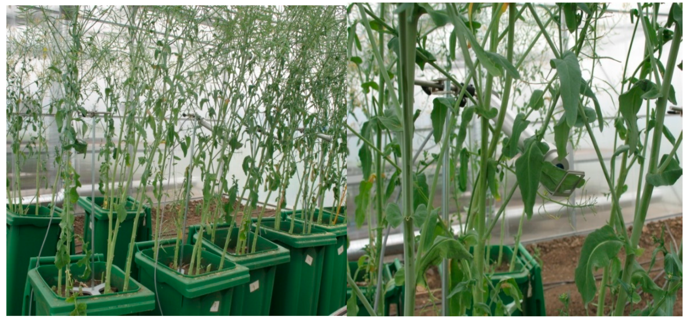 Agronomy 10 00936 g027 Agronomy 10 00936 g027