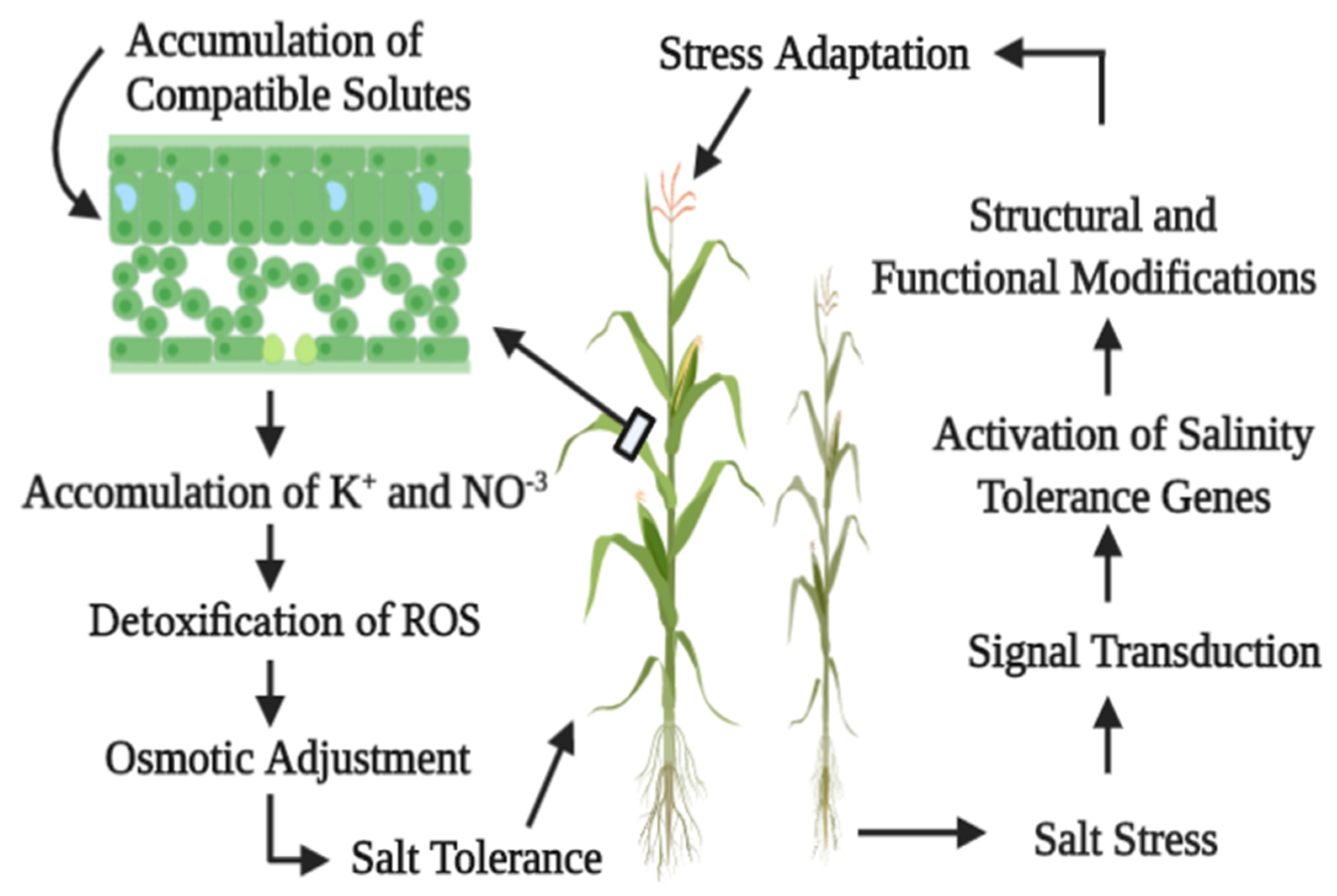 Agronomy 10 00938 g001