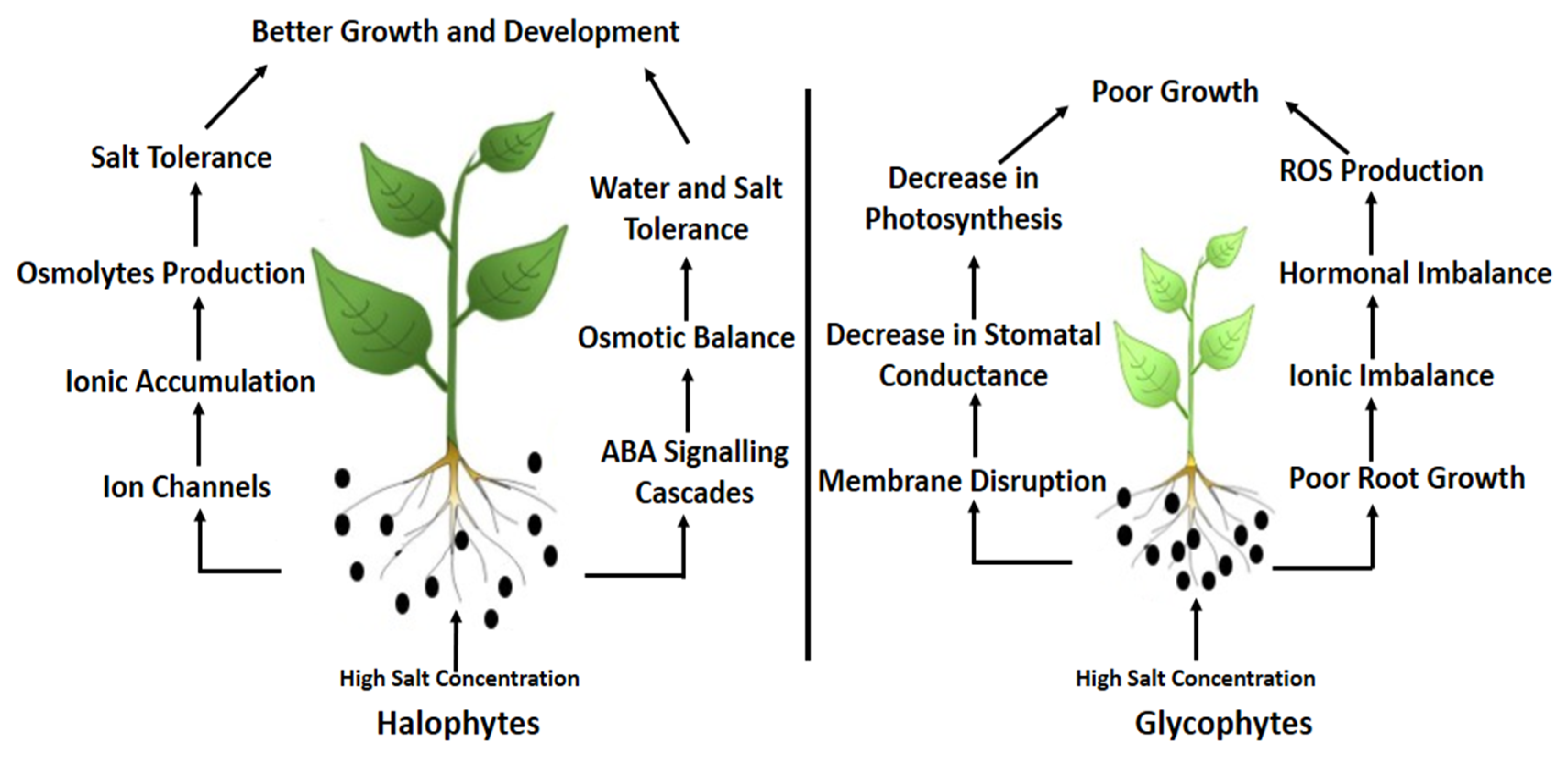 Agronomy 10 00938 g002