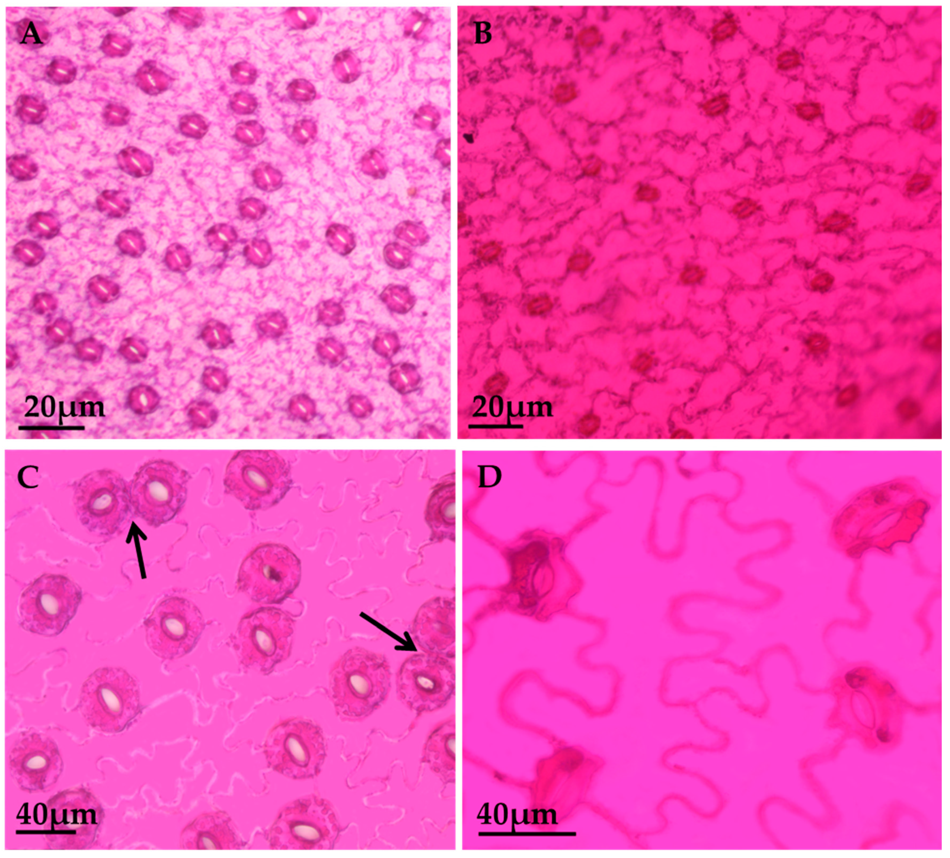 Agronomy 10 00949 g002 Agronomy 10 00949 g002