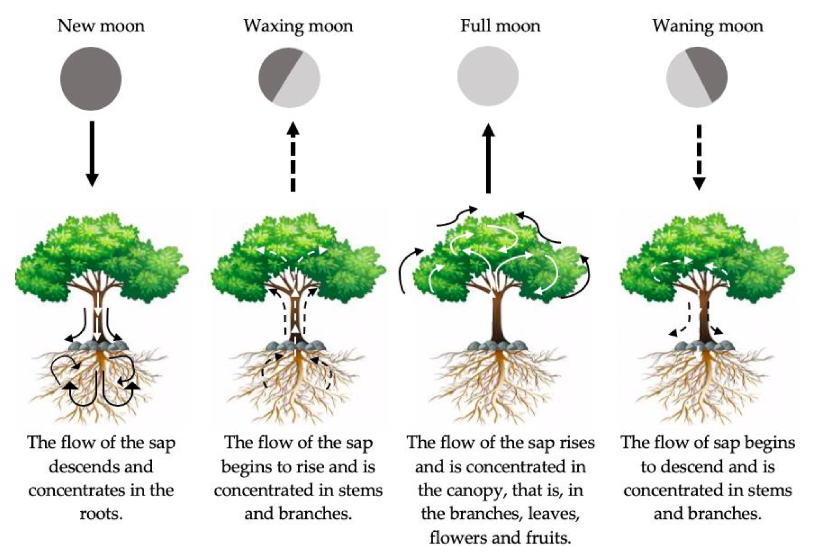 Agronomy | Free Full-Text | What Has Been Thought and Taught on the Lunar Influence on Plants in Agriculture? Perspective from Physics and Biology