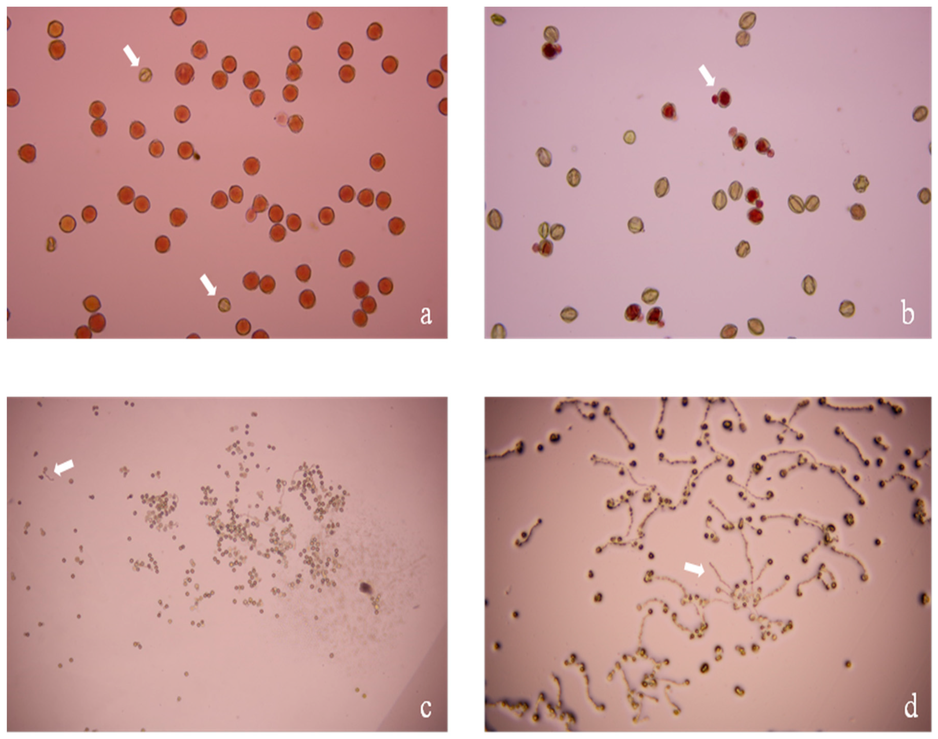 Agronomy 10 00961 g002