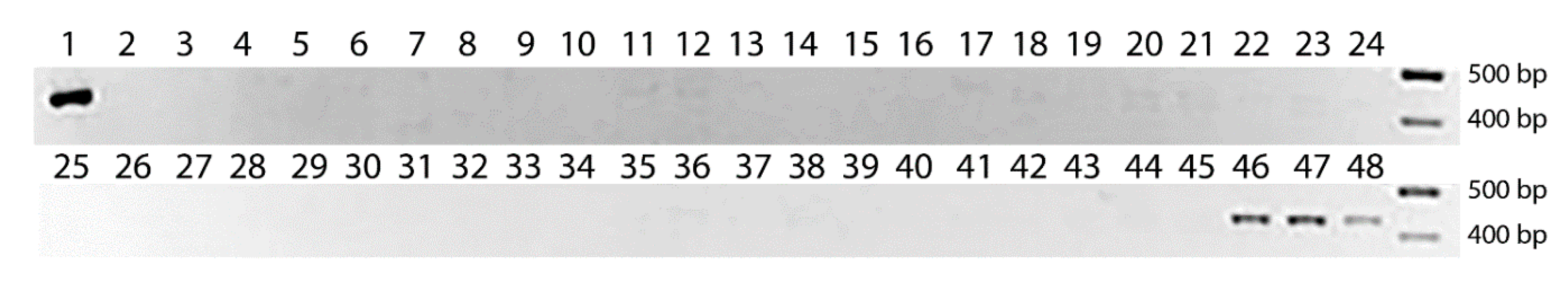 Agronomy 10 00963 g004