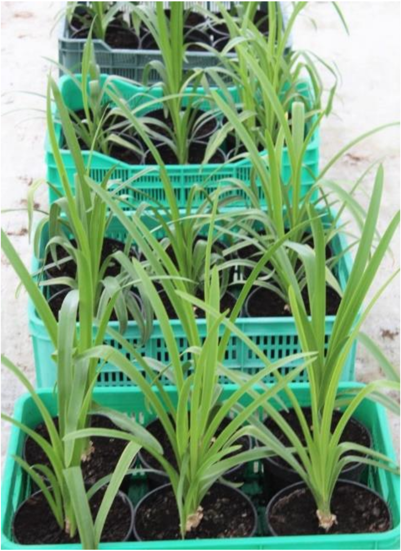 Agronomy 10 00980 g002 Agronomy 10 00980 g002