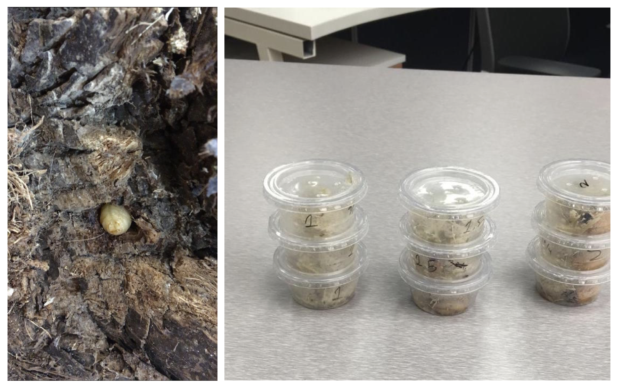 Agronomy 10 00987 g008 Agronomy 10 00987 g008