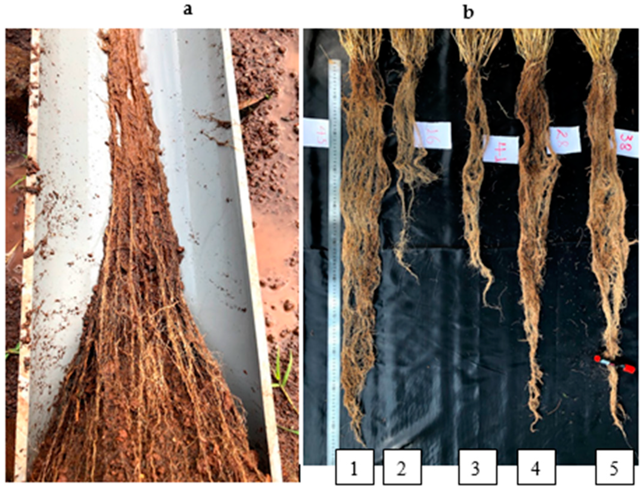 Agronomy 10 01012 g006