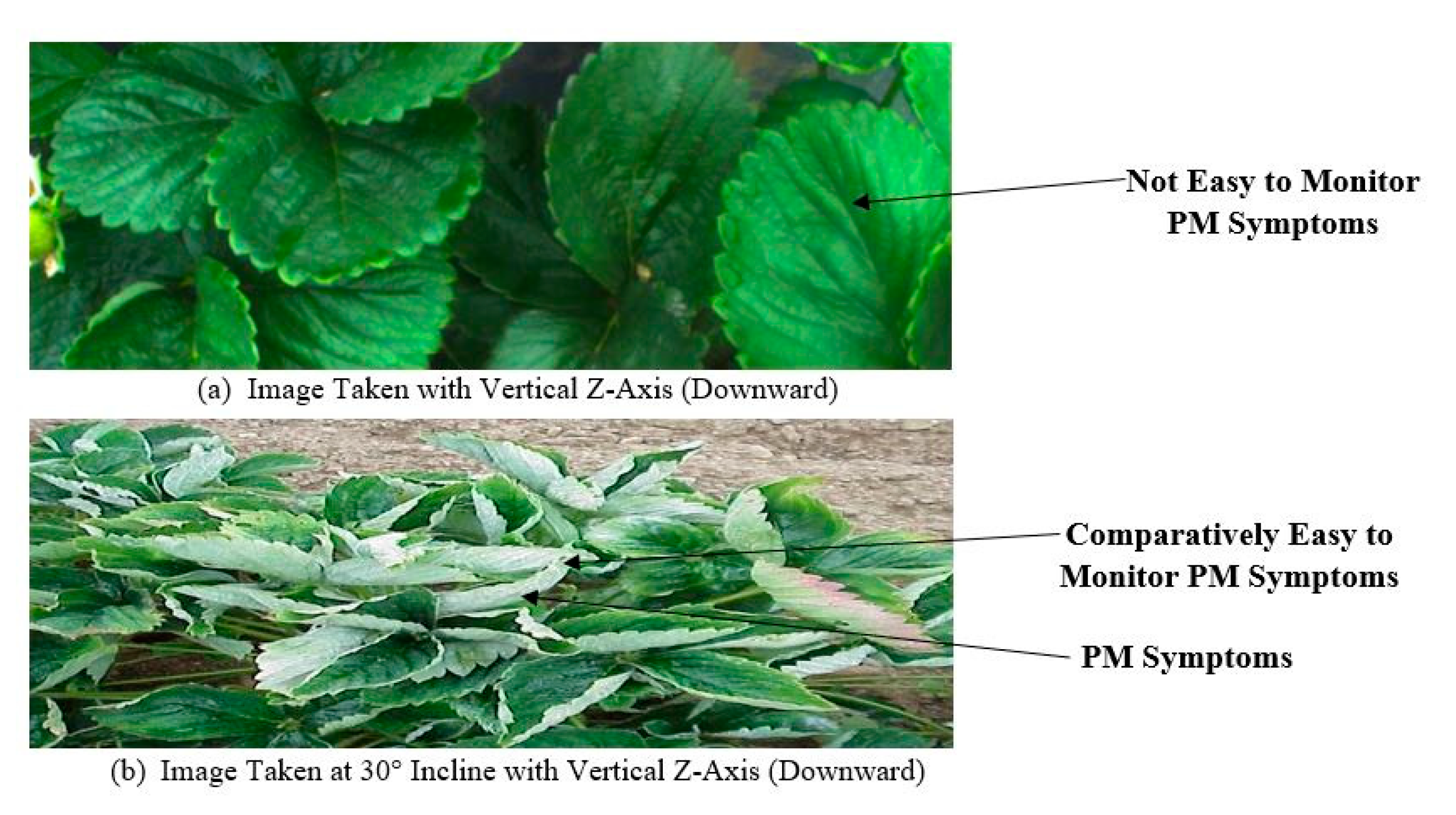 Agronomy 10 01027 g004