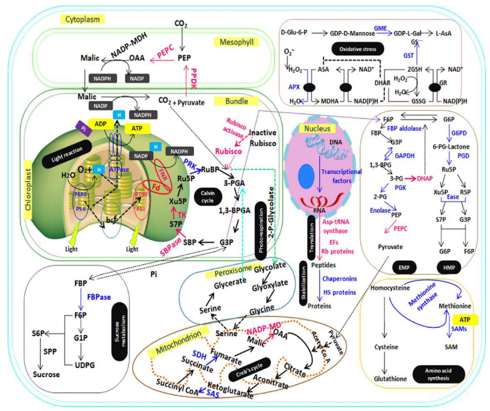Agronomy 10 01028 g003 Agronomy 10 01028 g003
