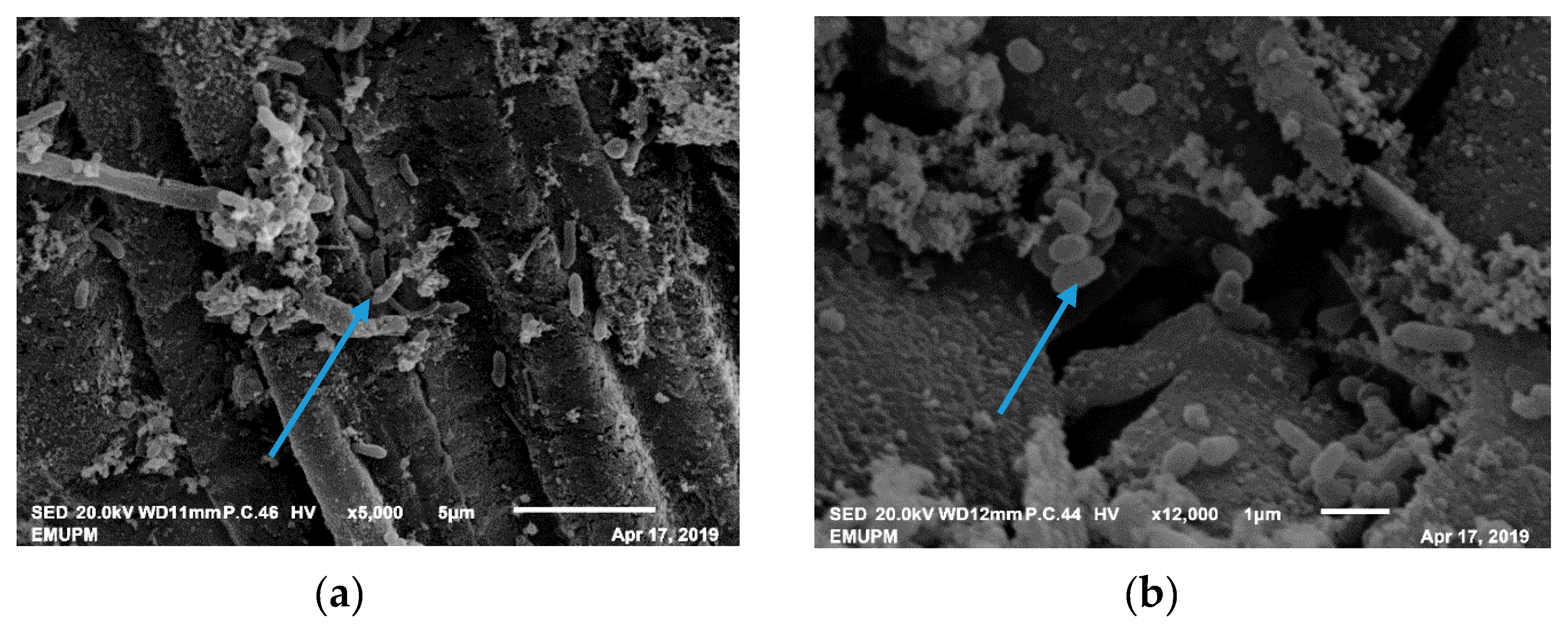 Agronomy 10 01030 sch002