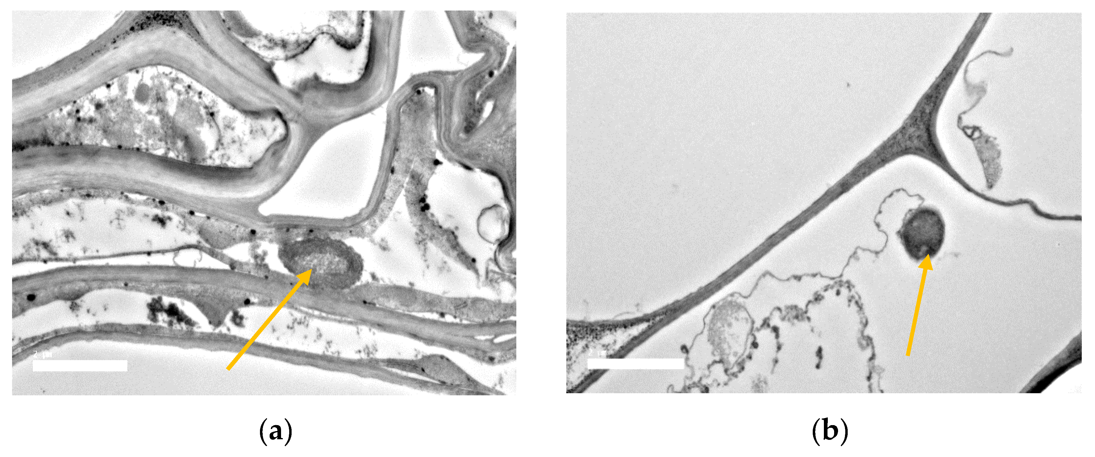 Agronomy 10 01030 sch003