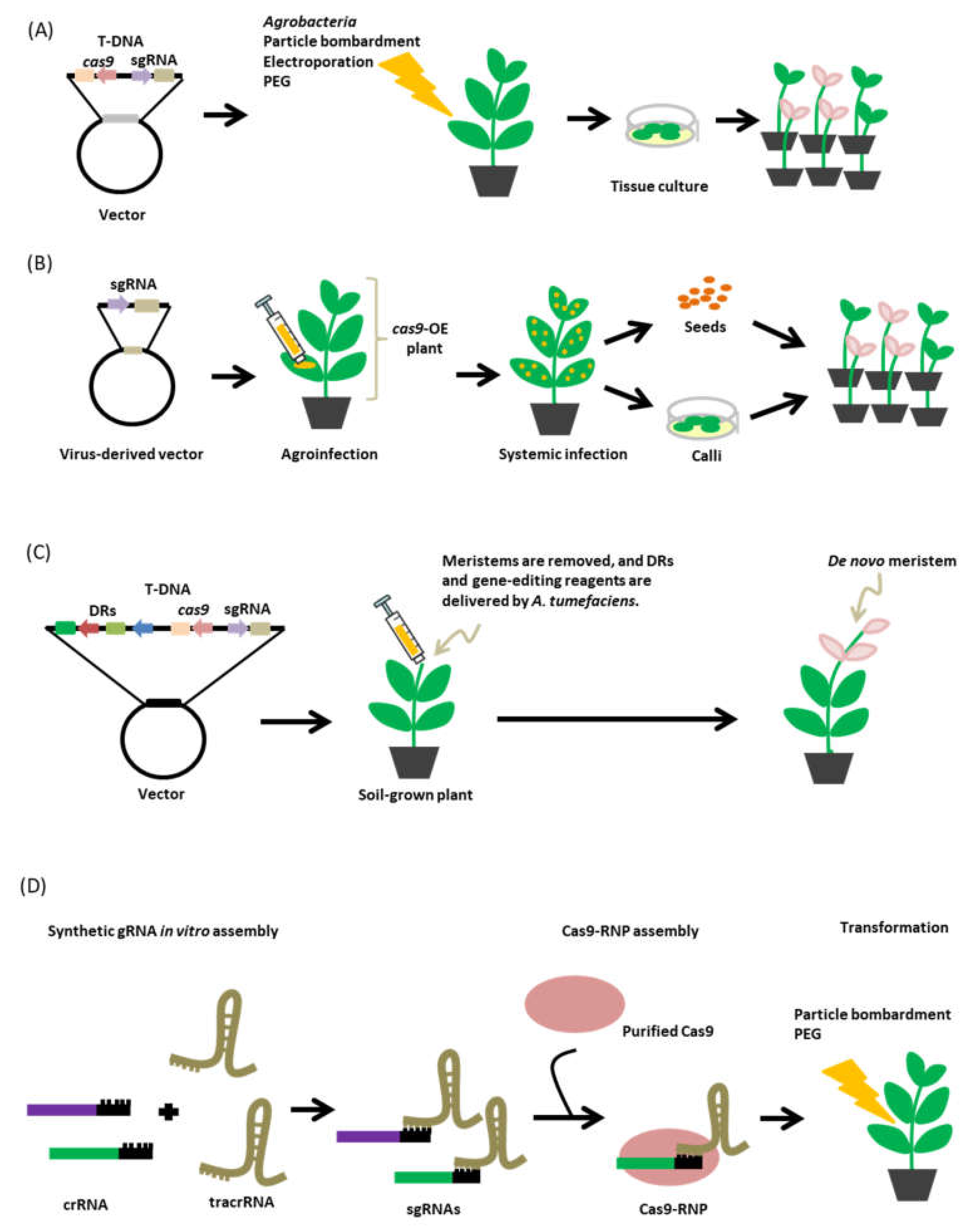 Agronomy Free FullText CRISPRCas9 System for Plant Genome Editing