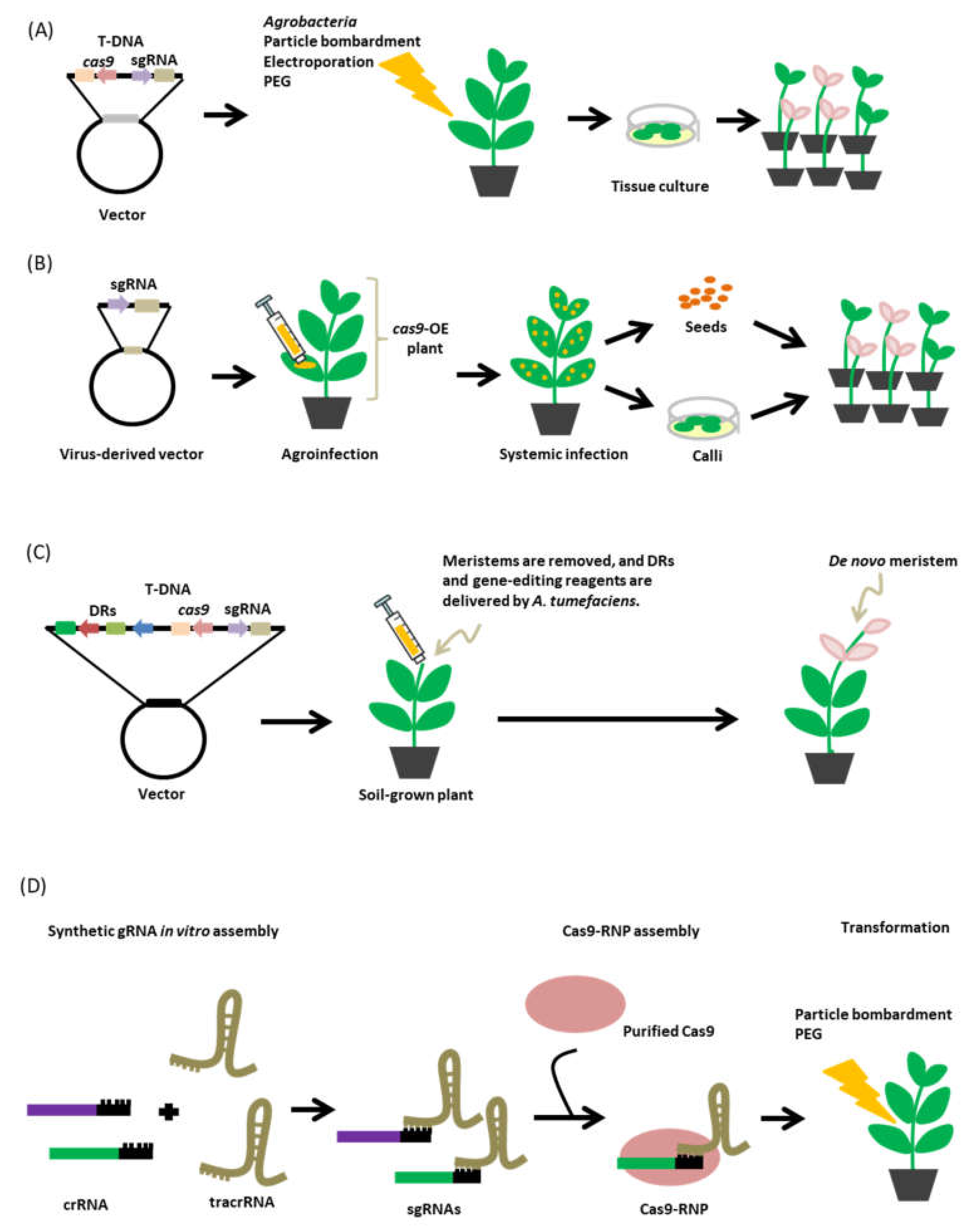 Dna Free Genome Editing In Plants With Preassembled Crispr Cas | My XXX ...