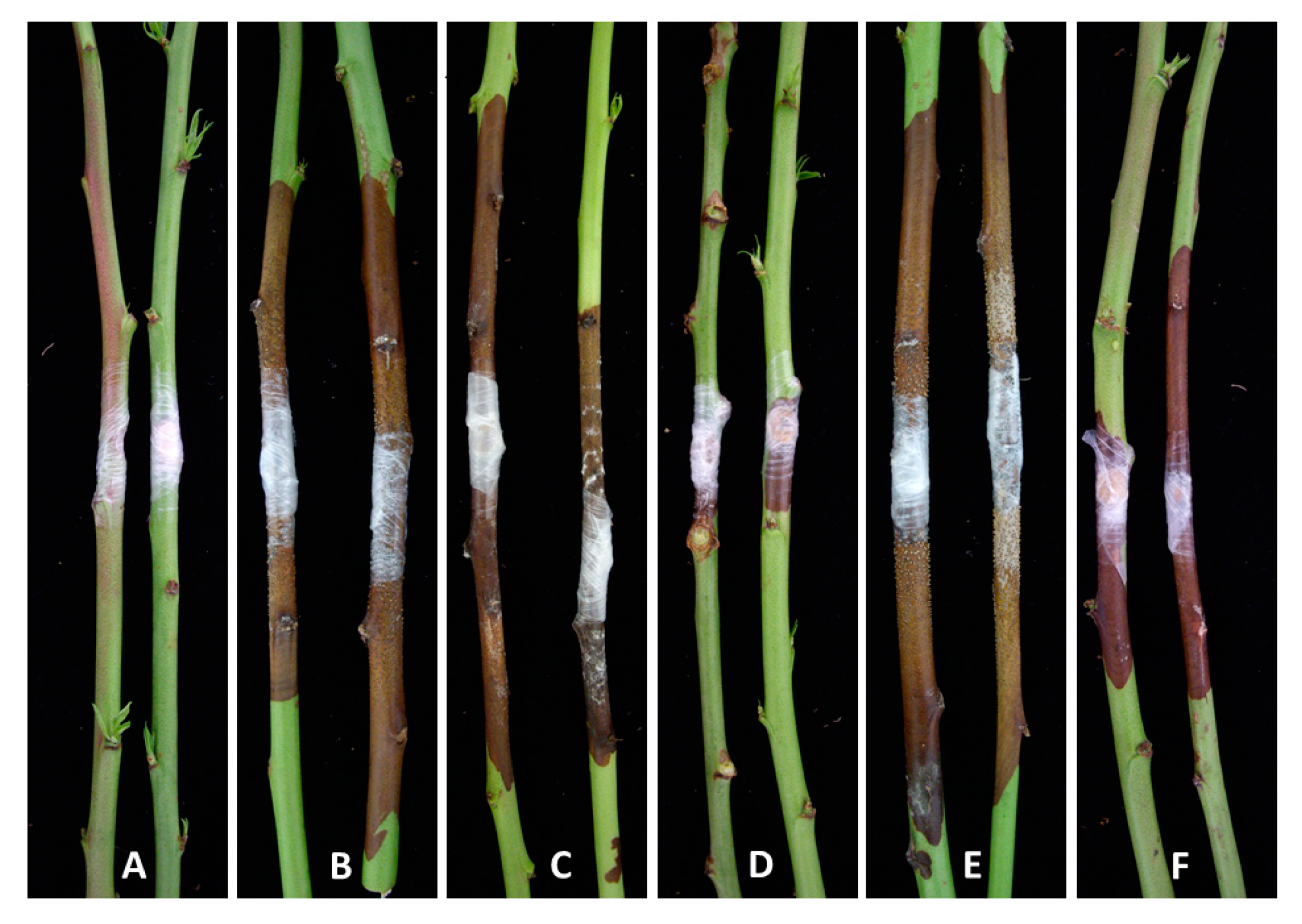 Agronomy 10 01062 g004