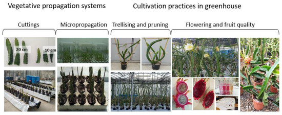 Agronomy Free Full Text Pitaya An Attractive Alternative Crop For Mediterranean Region Html