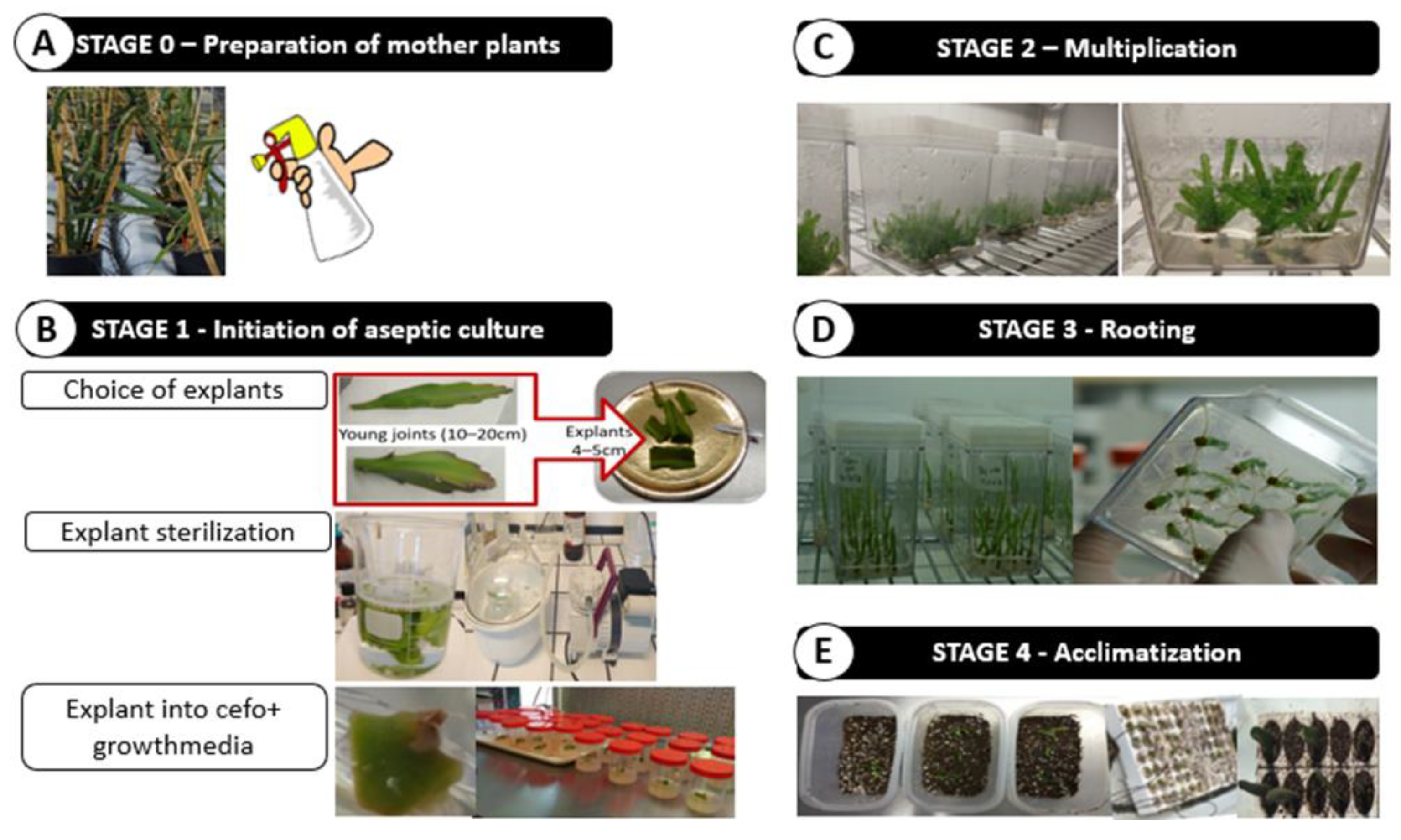 Agronomy 10 01065 g006