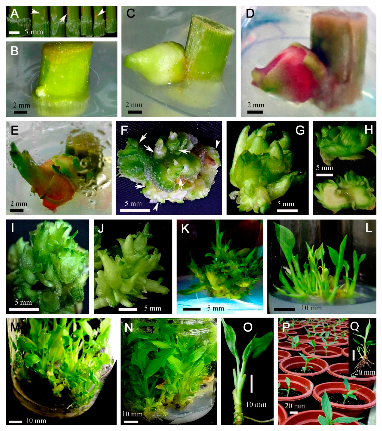 Agronomy 10 01068 g002 Agronomy 10 01068 g002
