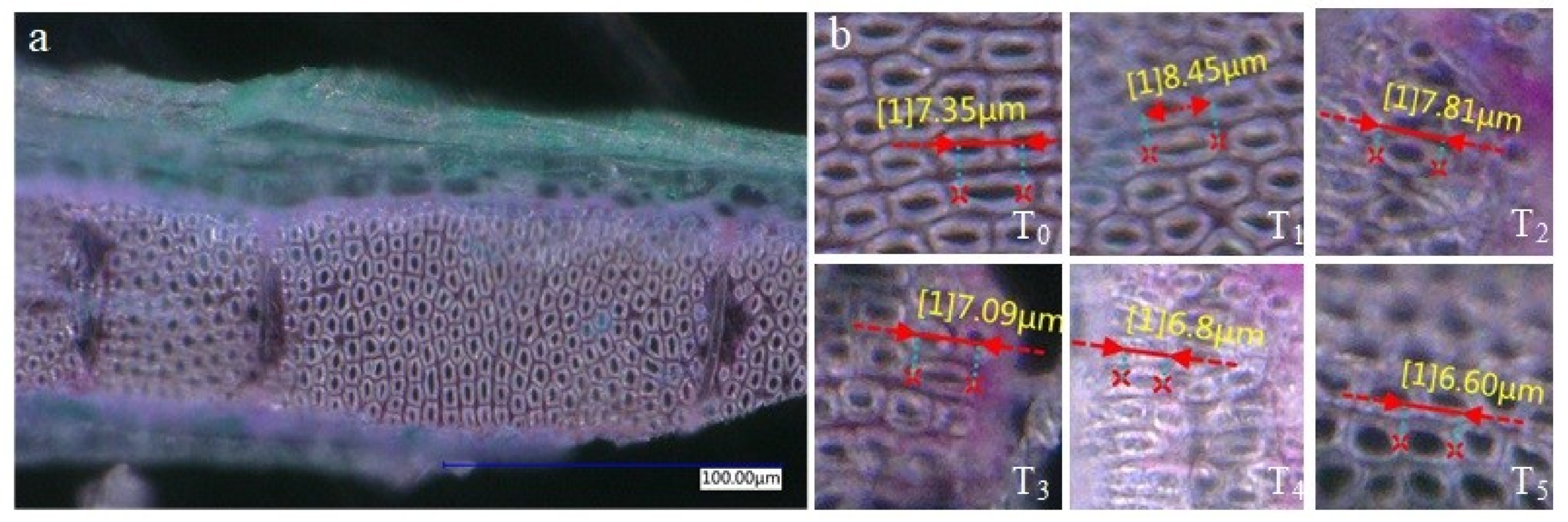 Agronomy 10 01080 g004 Agronomy 10 01080 g004
