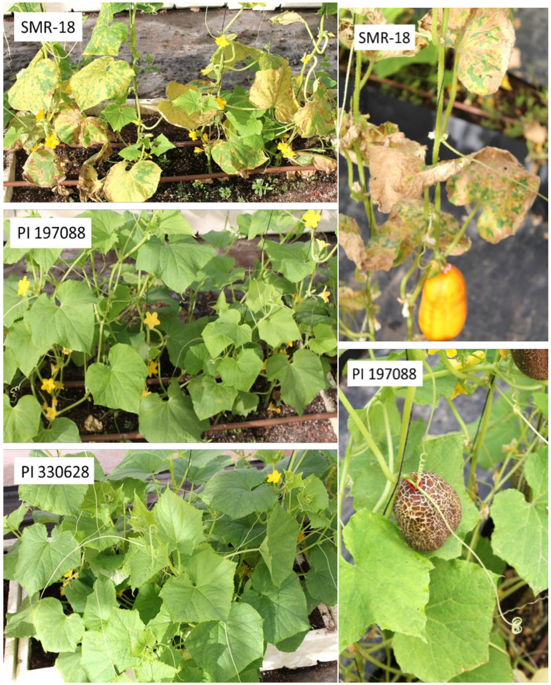 Agronomy 10 01086 g008 Agronomy 10 01086 g008