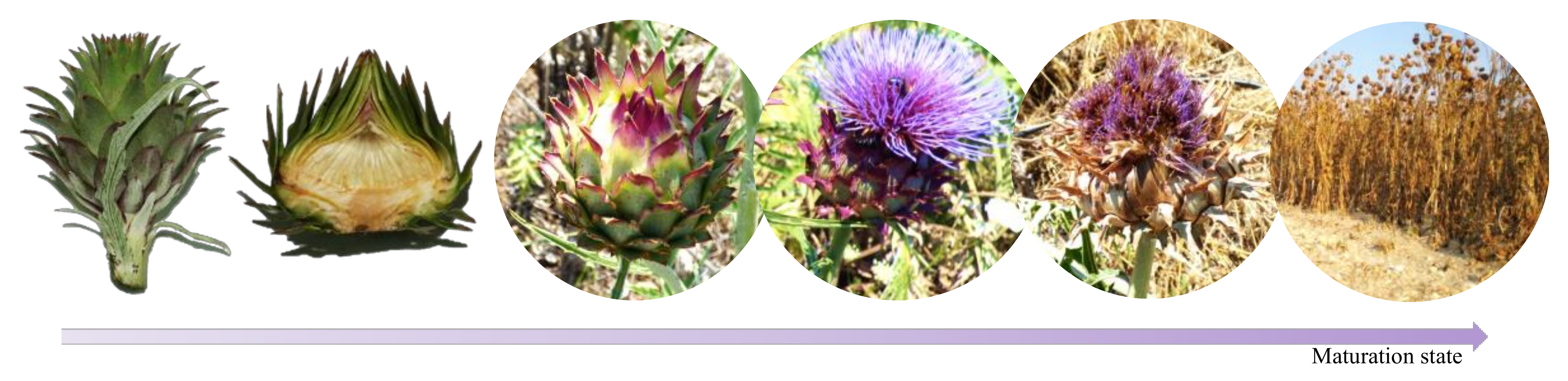 Agronomy 10 01088 g001 Agronomy 10 01088 g001