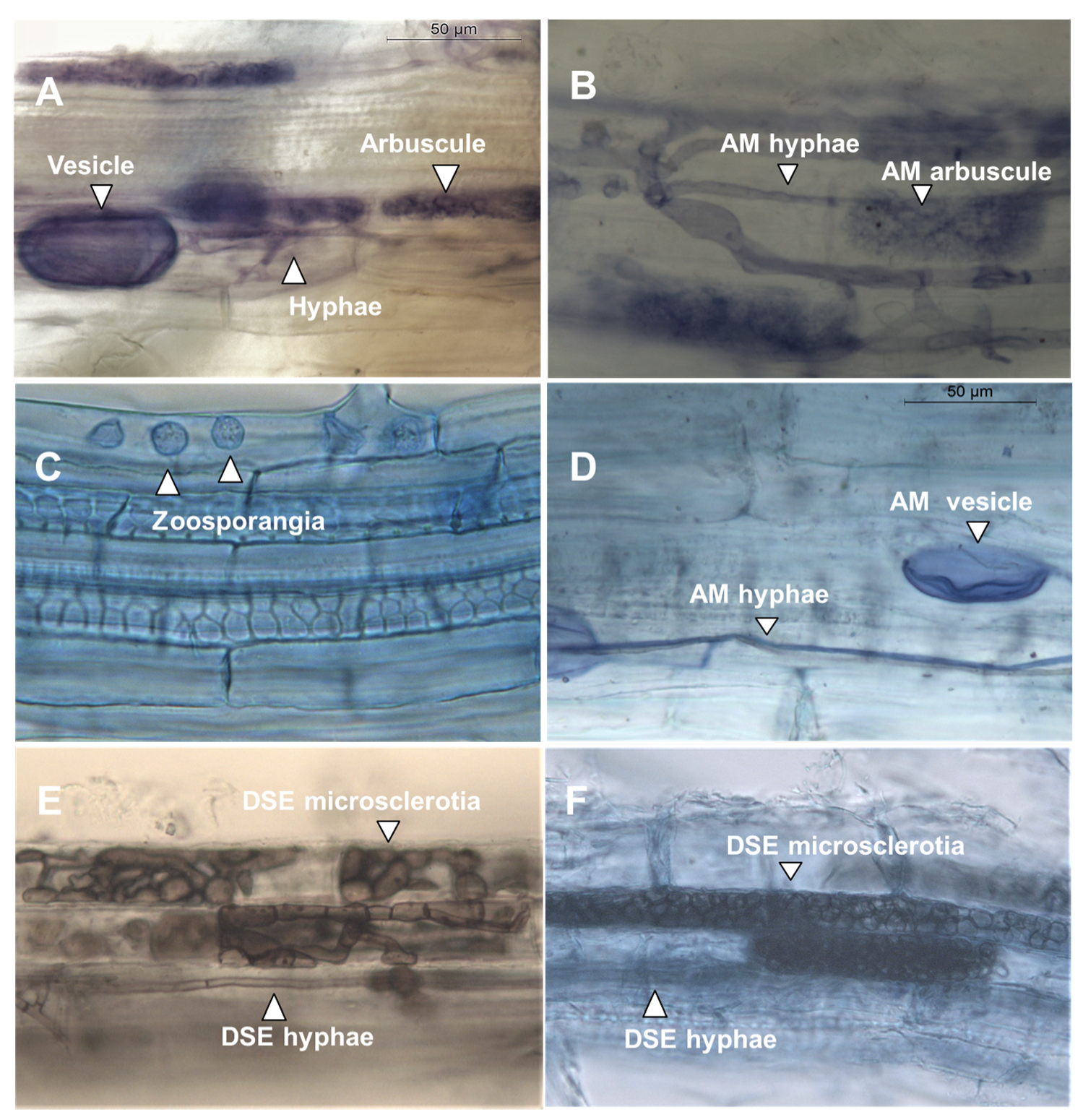 Agronomy 10 01089 g001 Agronomy 10 01089 g001