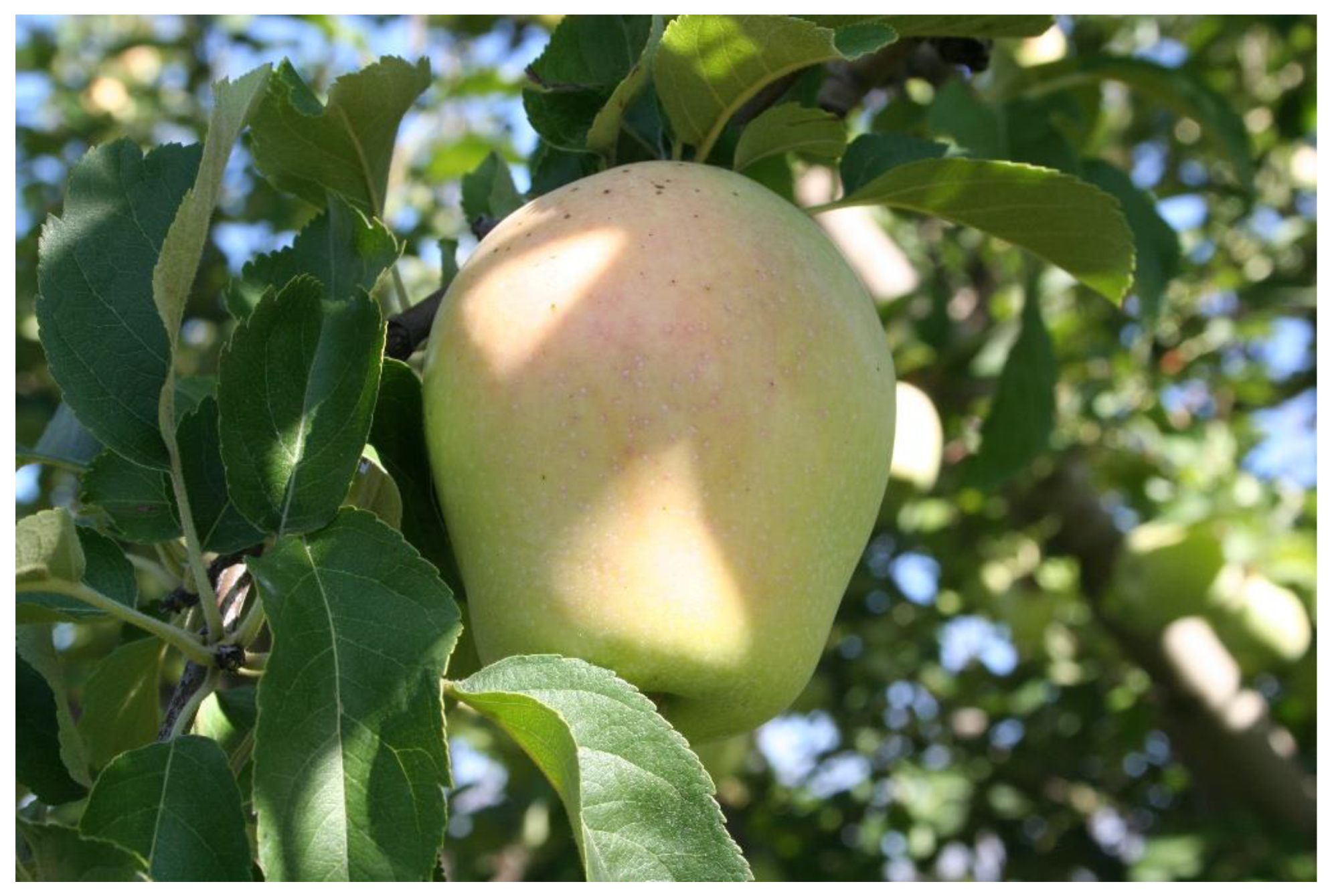 Agronomy Free Full Text Molecular Physico Chemical And Sensory Characterization Of The Traditional Spanish Apple Variety Pero De Cehegin Html