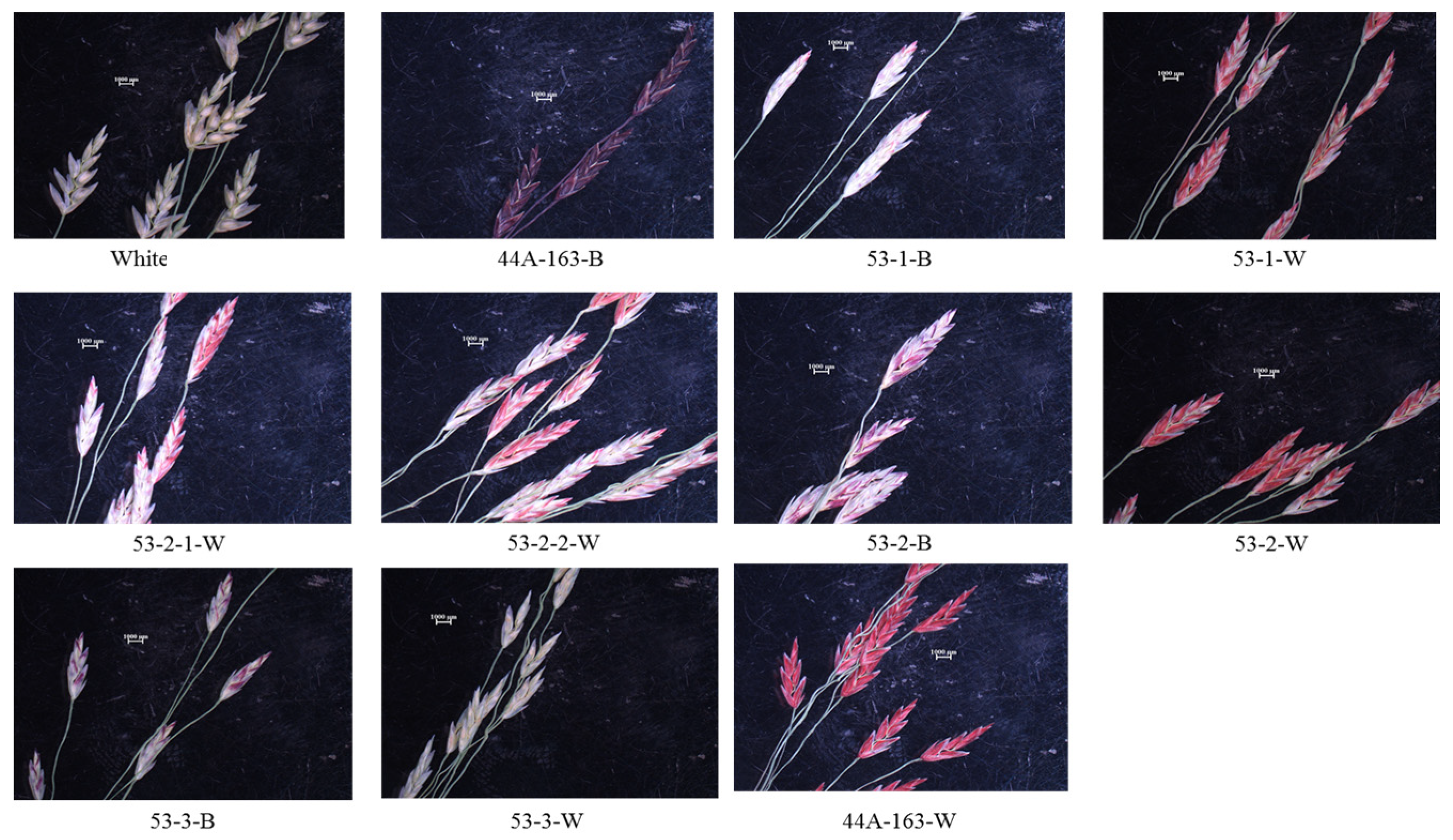 Agronomy 10 01107 g002