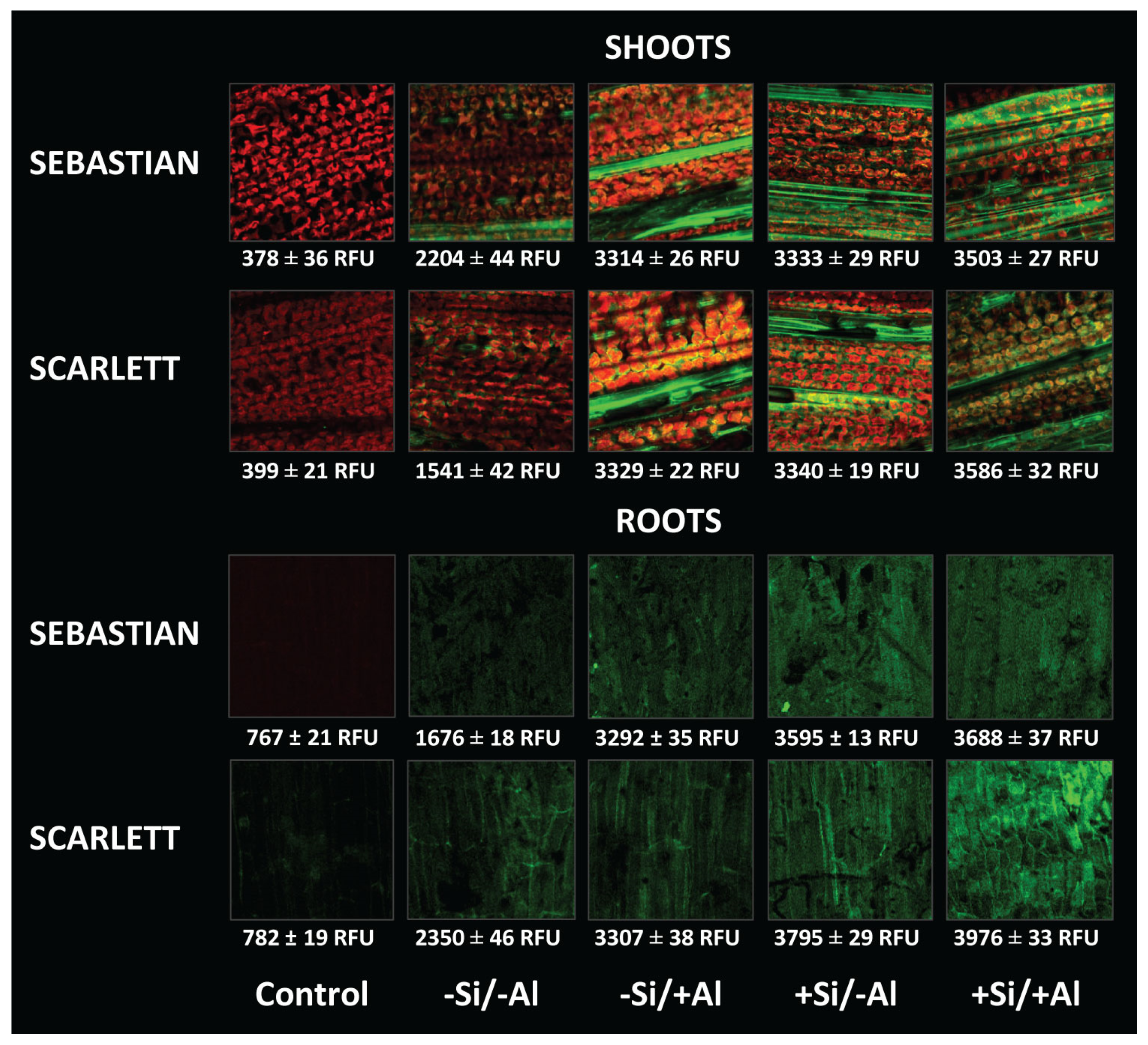 Agronomy 10 01138 g004 Agronomy 10 01138 g004