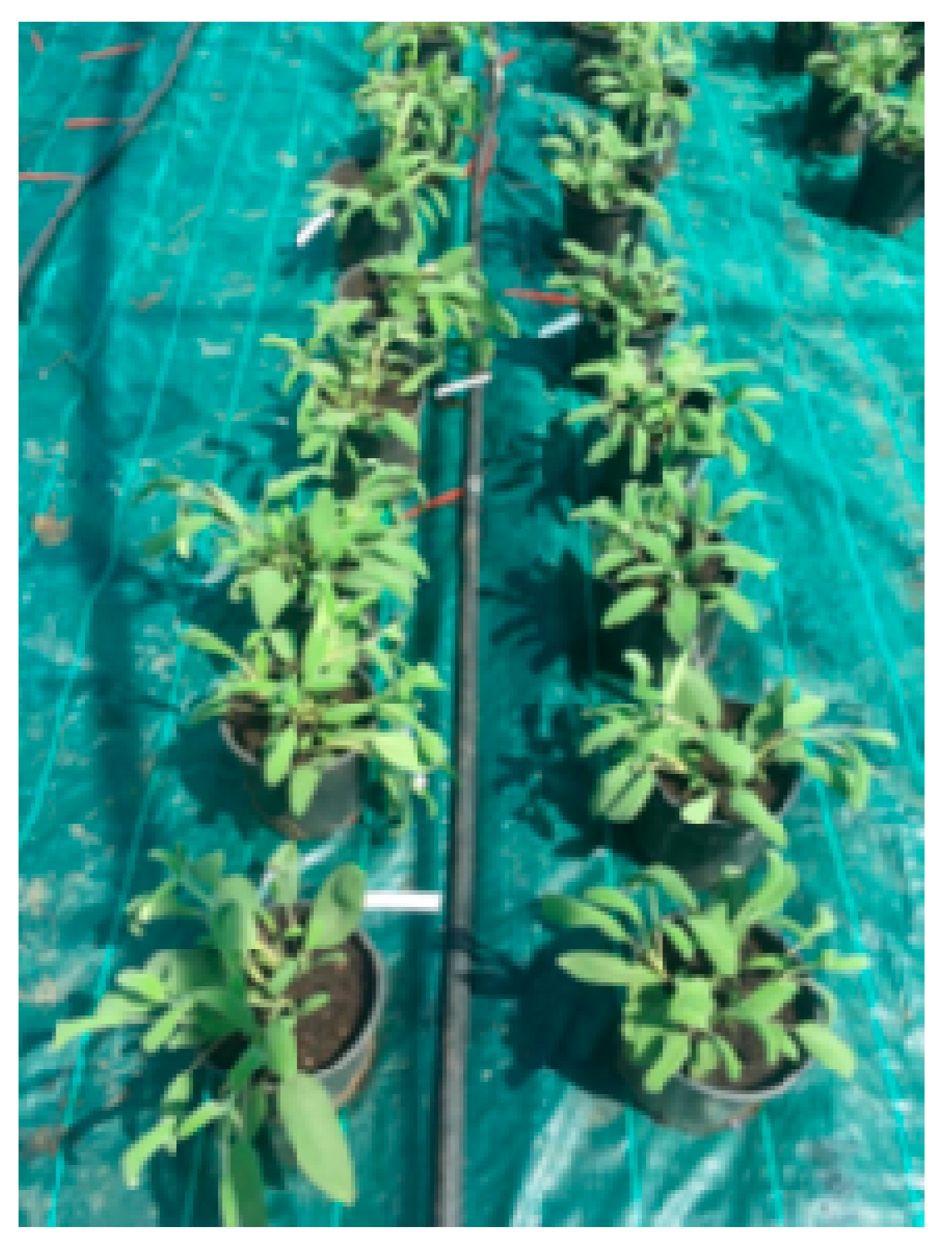 Agronomy 10 01158 g004