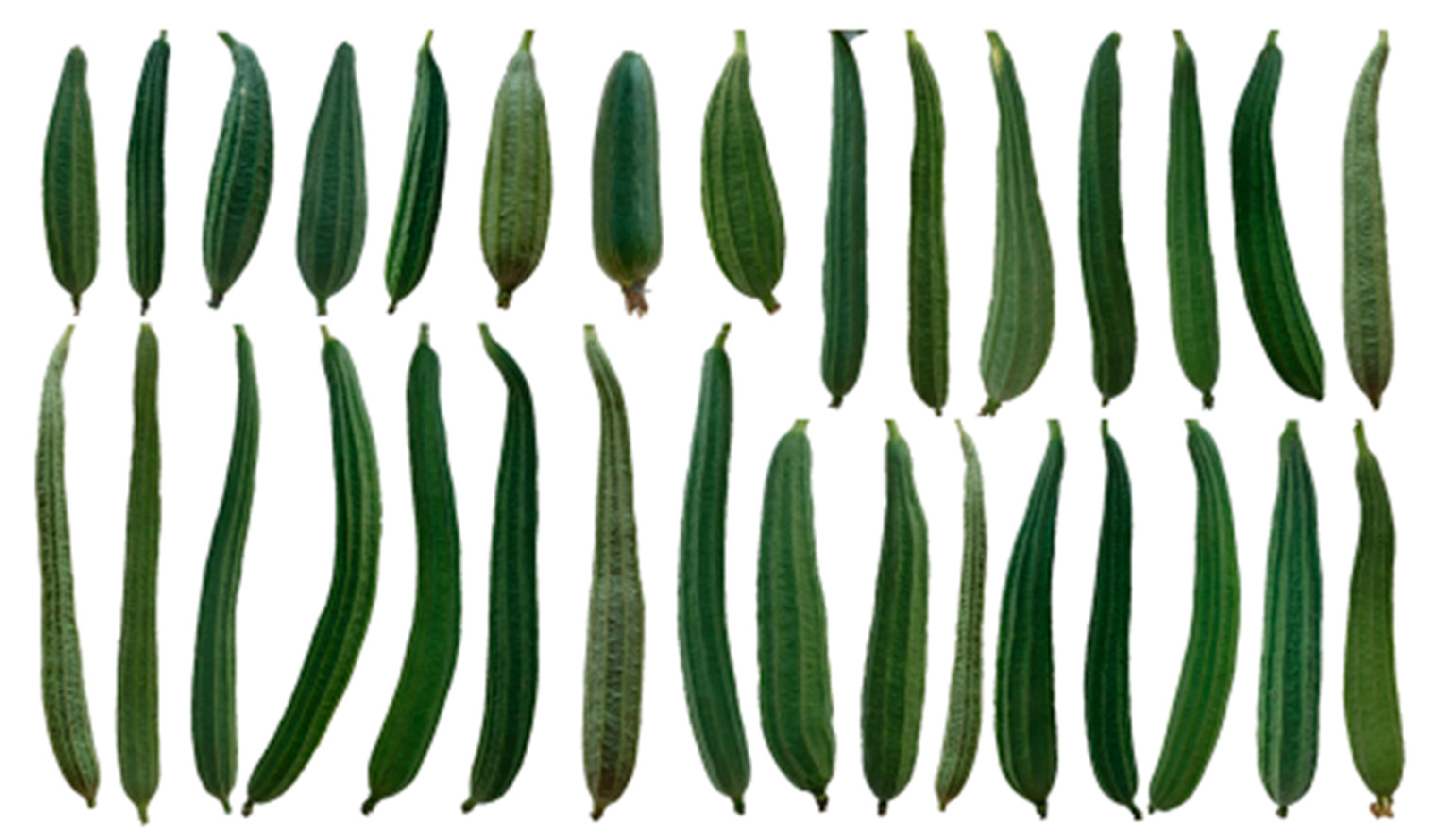 Agronomy 10 01171 g003 Agronomy 10 01171 g003