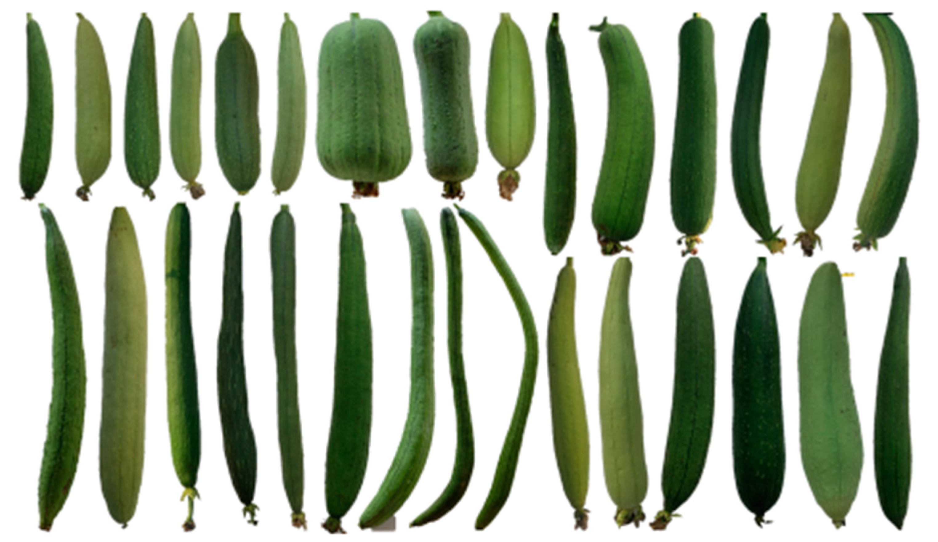 Agronomy 10 01171 g004 Agronomy 10 01171 g004