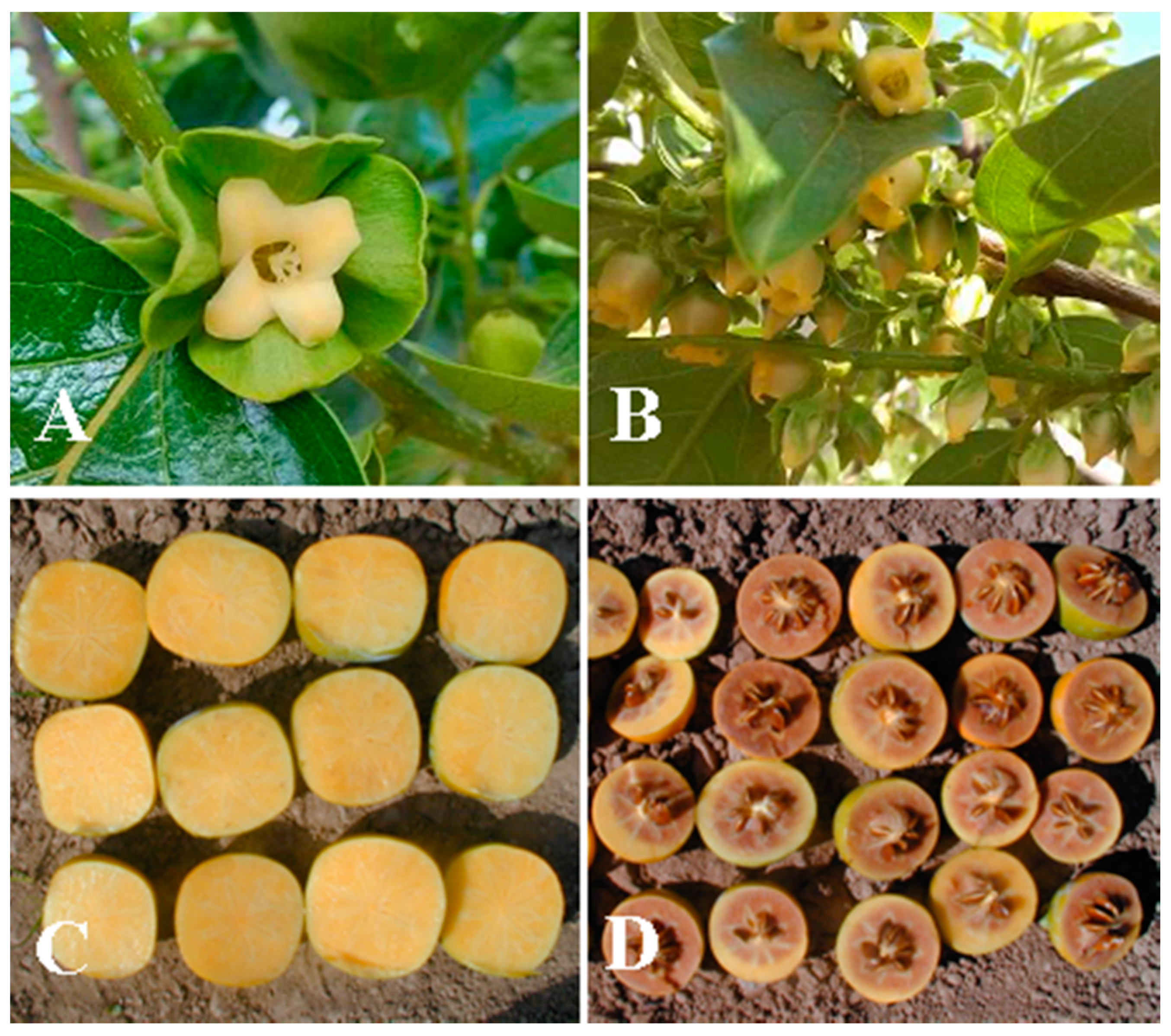 Agronomy 10 01172 g001