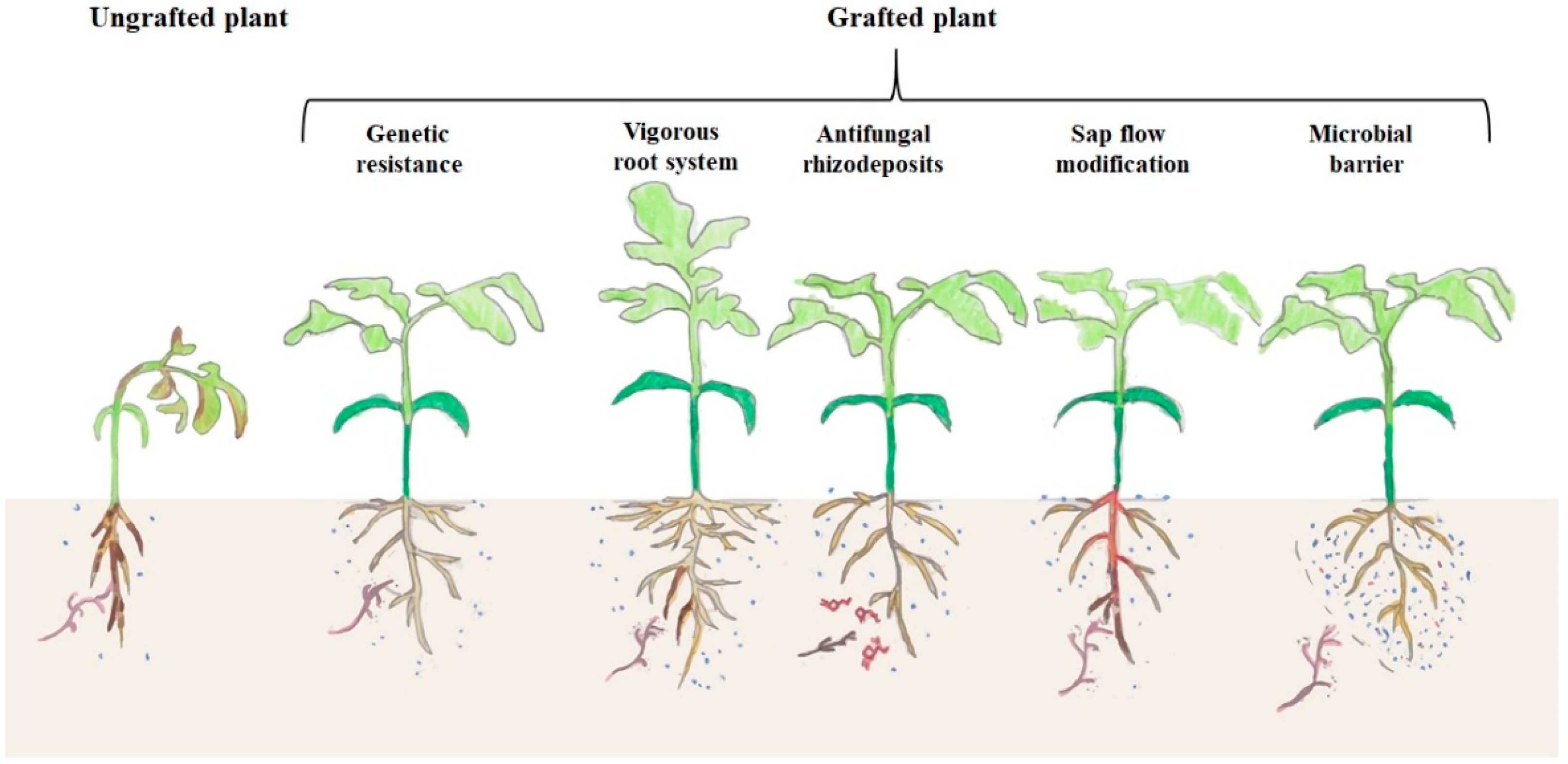 Agronomy 10 01185 g001