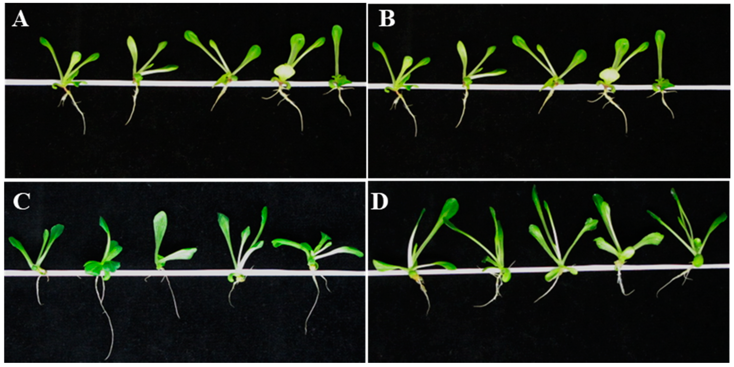 Agronomy 10 01192 g006 Agronomy 10 01192 g006