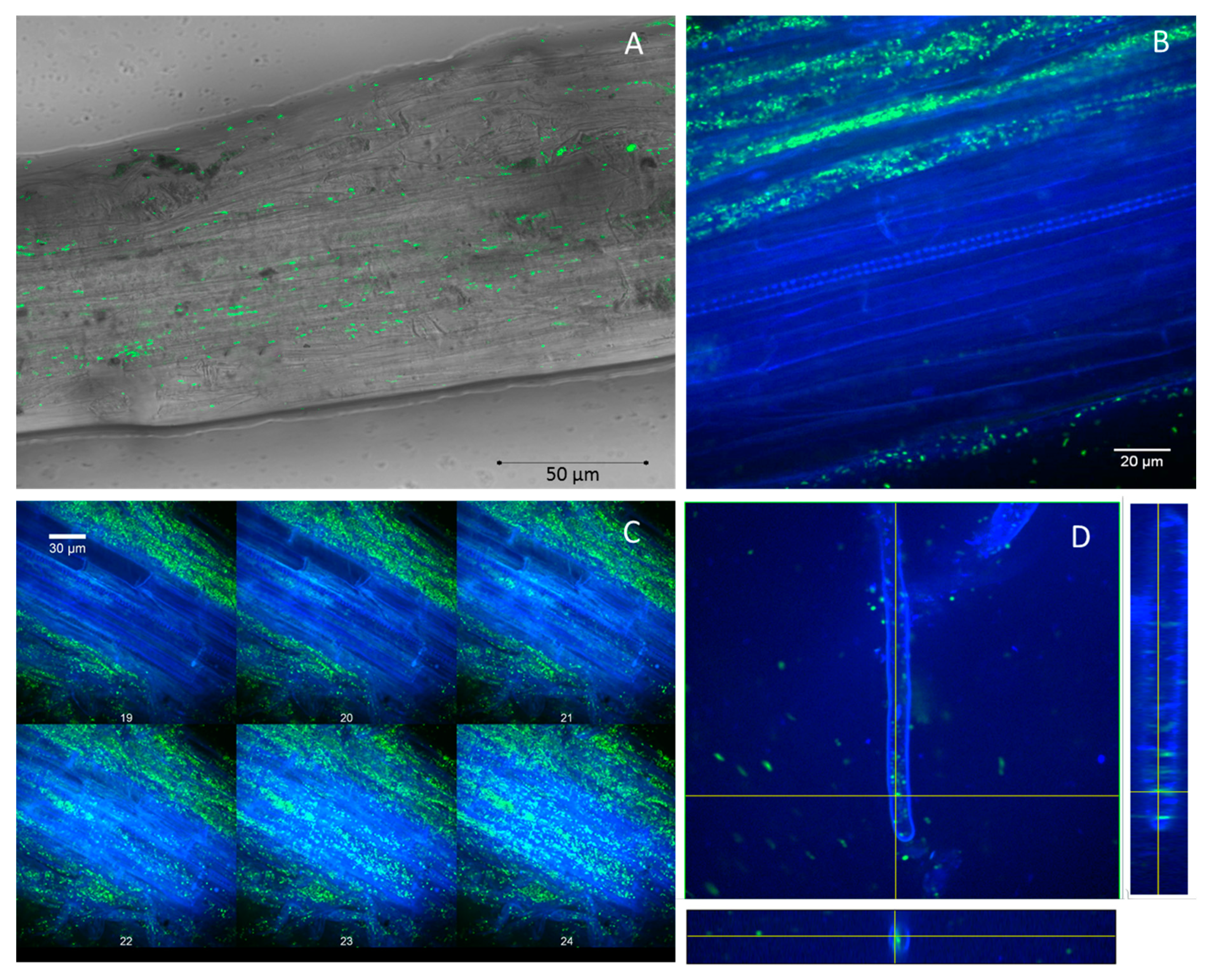 Agronomy 10 01196 g004 Agronomy 10 01196 g004