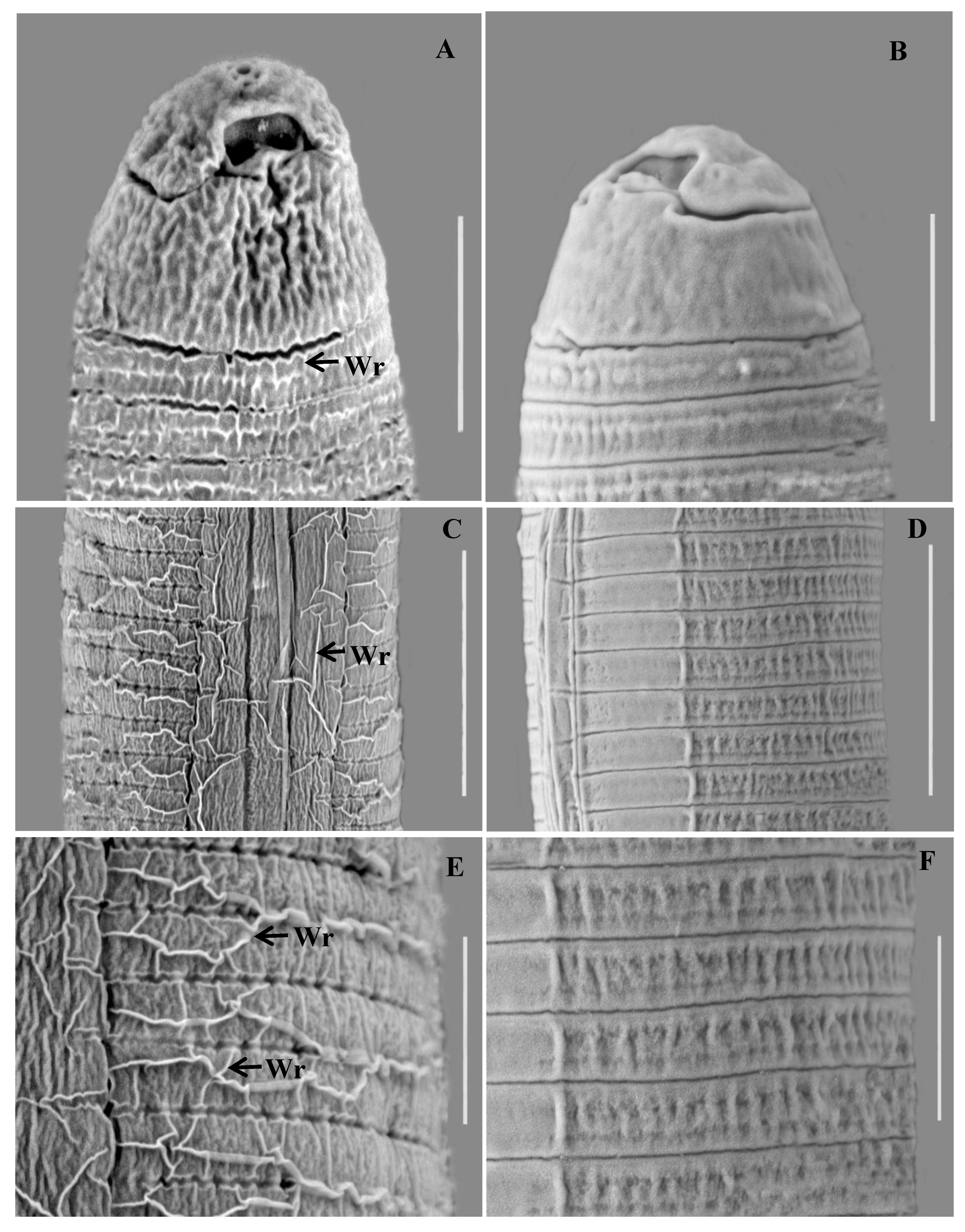 Agronomy 10 01222 g004 Agronomy 10 01222 g004