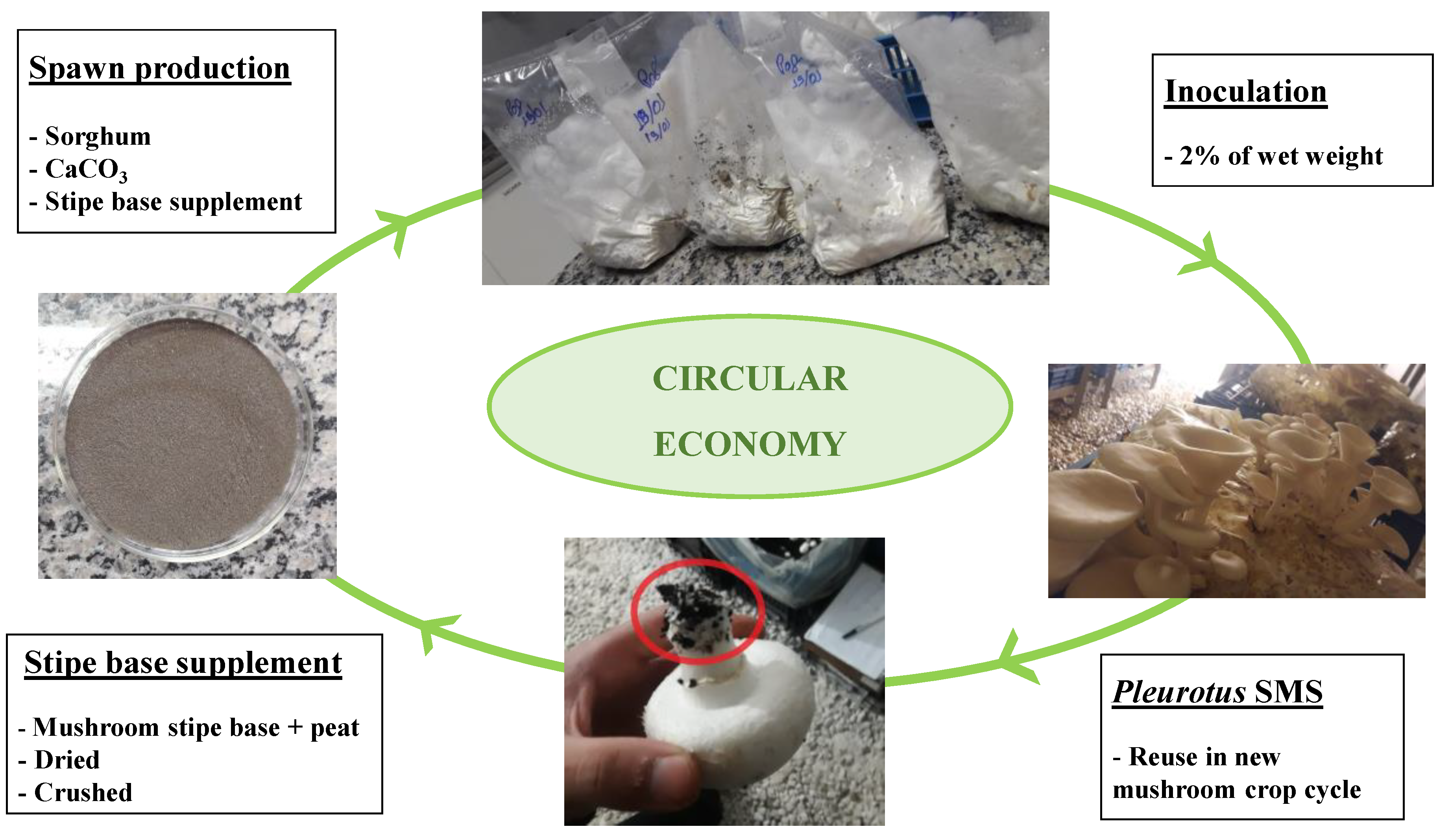 Agronomy 10 01239 g005