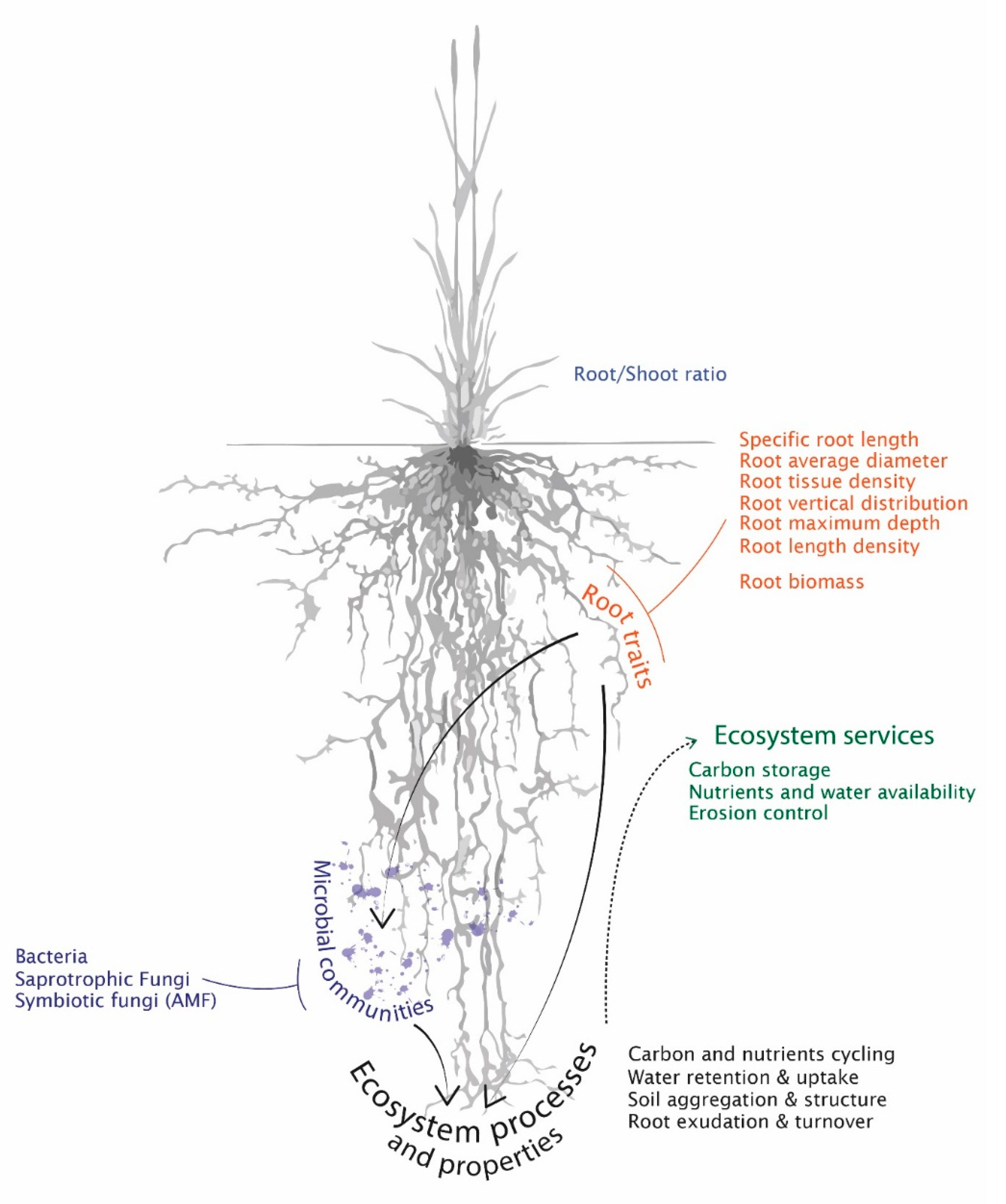Agronomy 10 01254 g001 Agronomy 10 01254 g001