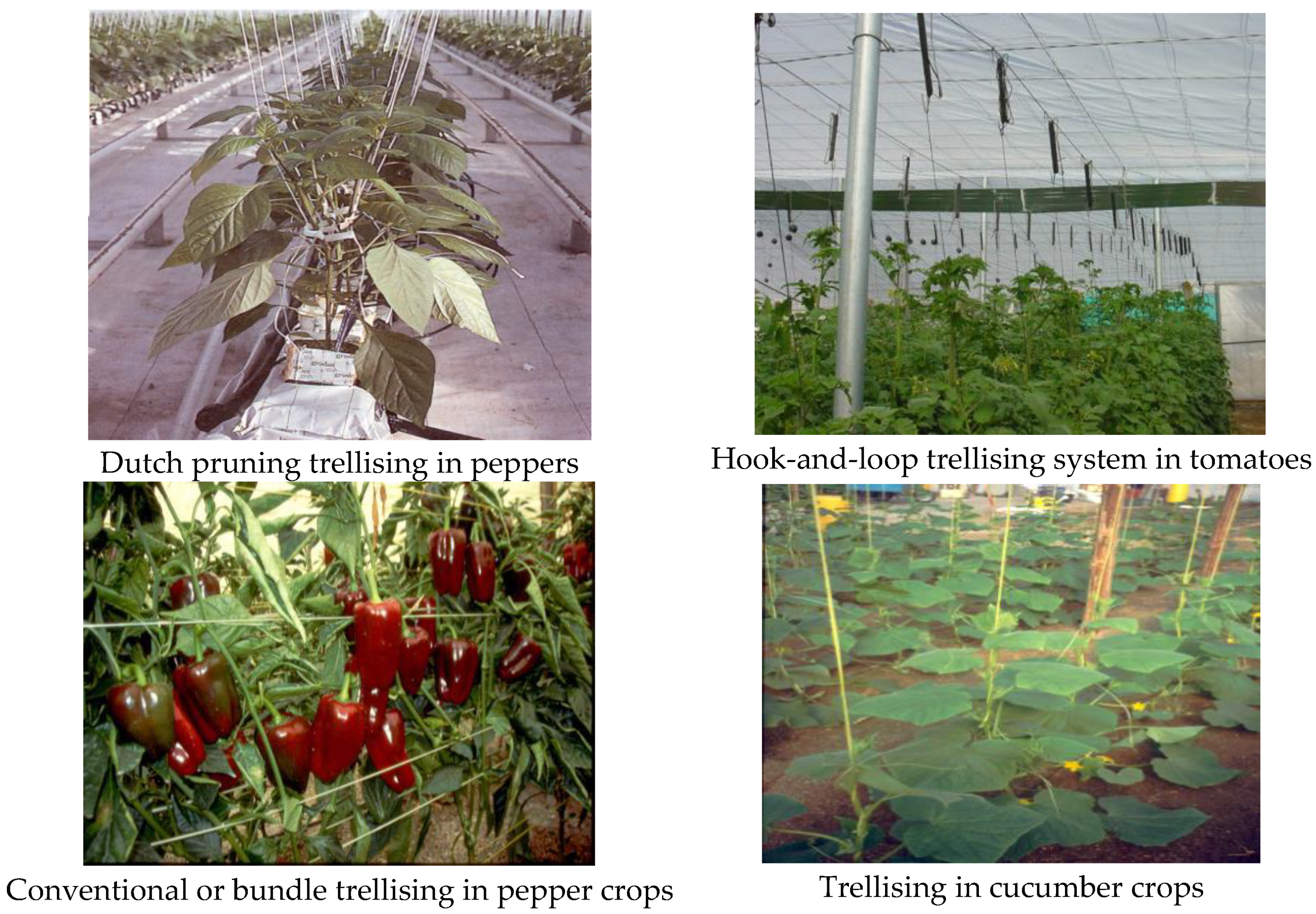 Agronomy 10 01261 g001