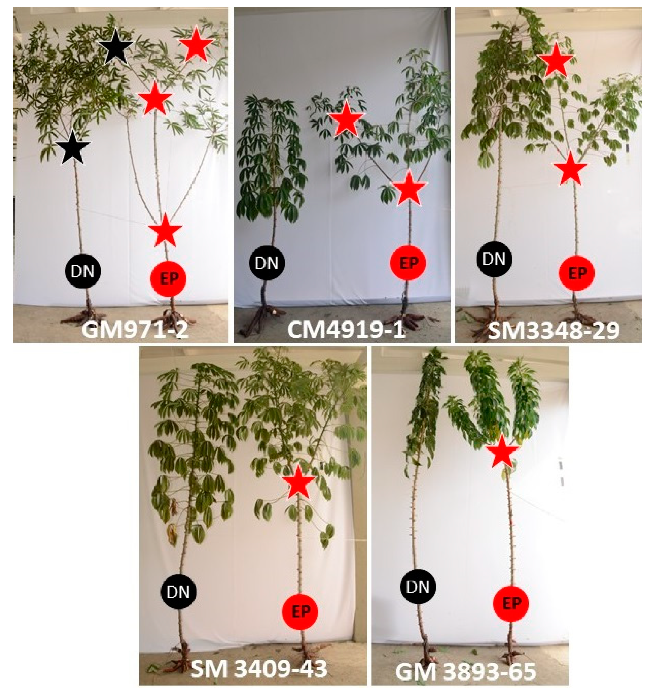 Agronomy 10 01273 g003 Agronomy 10 01273 g003