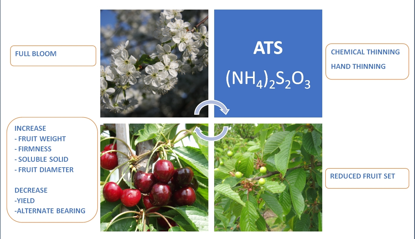 Agronomy Free Full Text Improving Of Cherry Fruit Quality And Bearing Regularity By Chemical Thinning With Fertilizer Html
