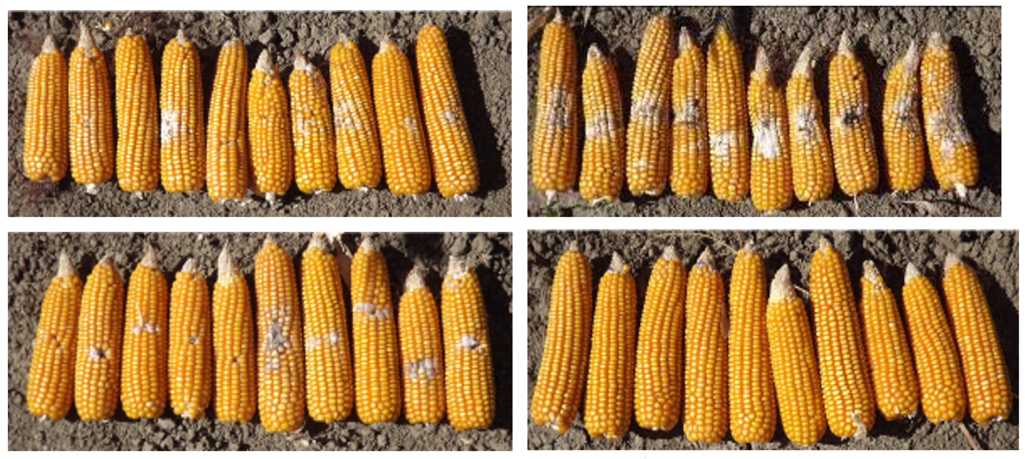 Agronomy 10 01283 g003