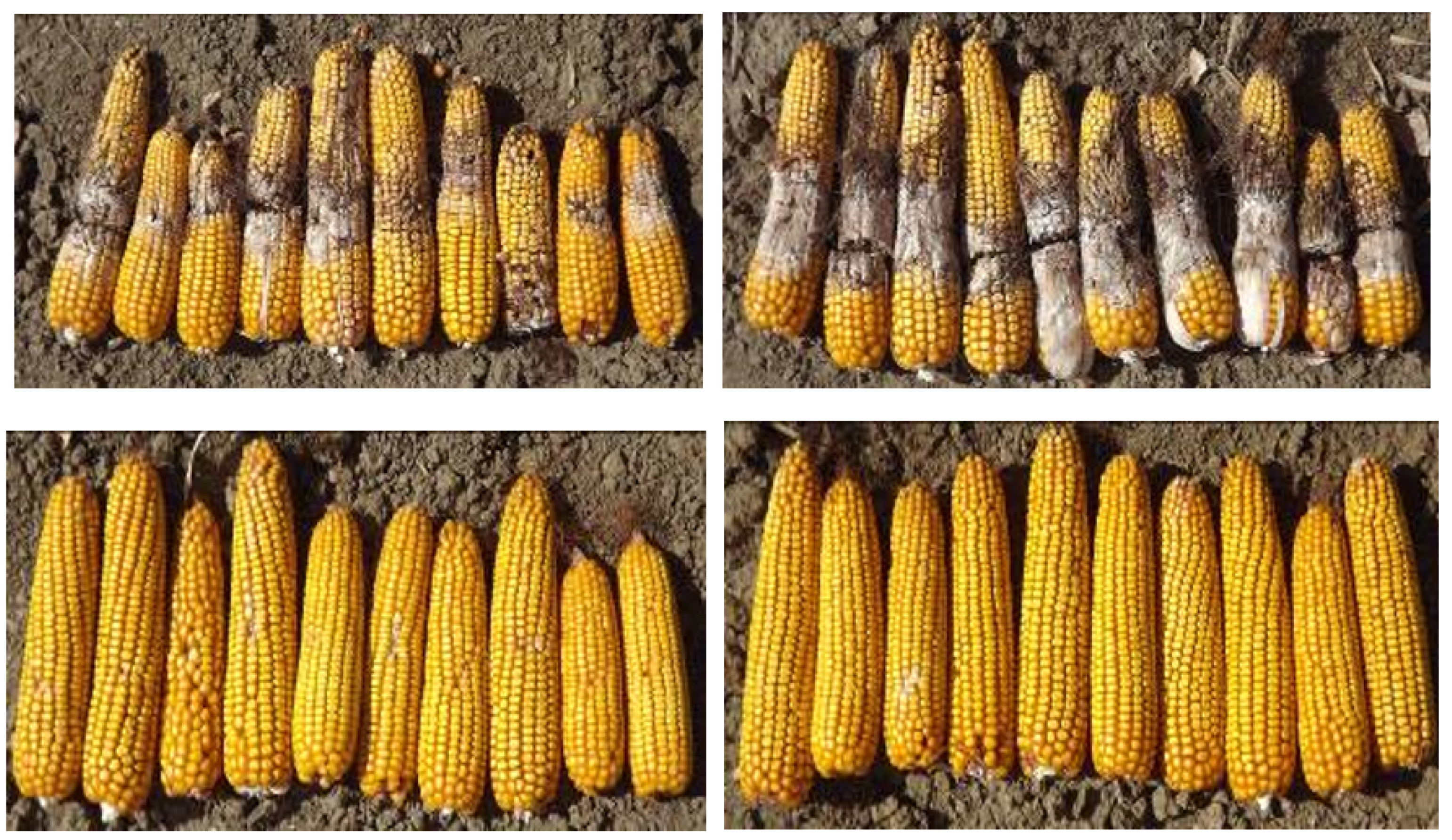 Agronomy 10 01283 g006